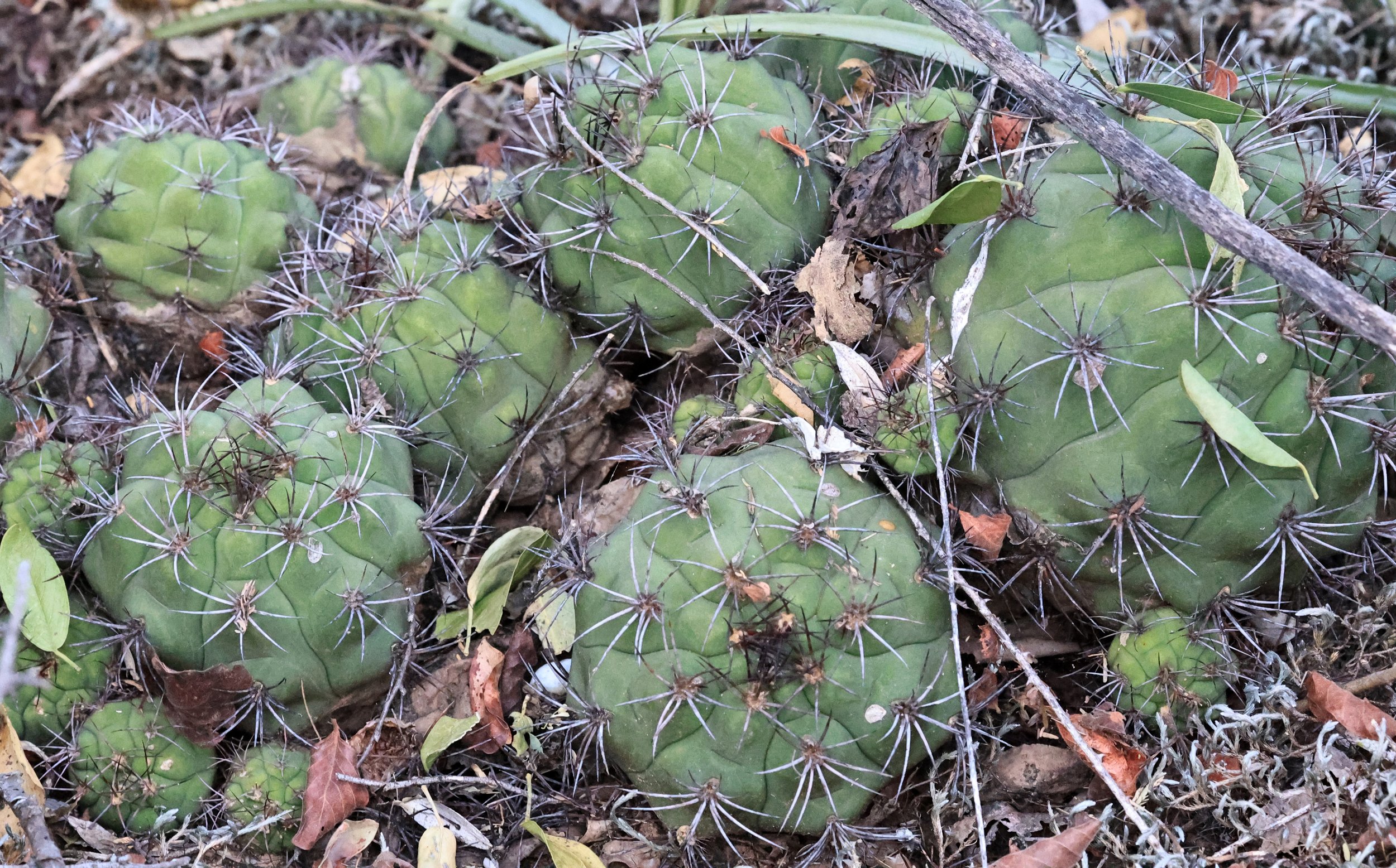 Gymnocalycium eurypleurum