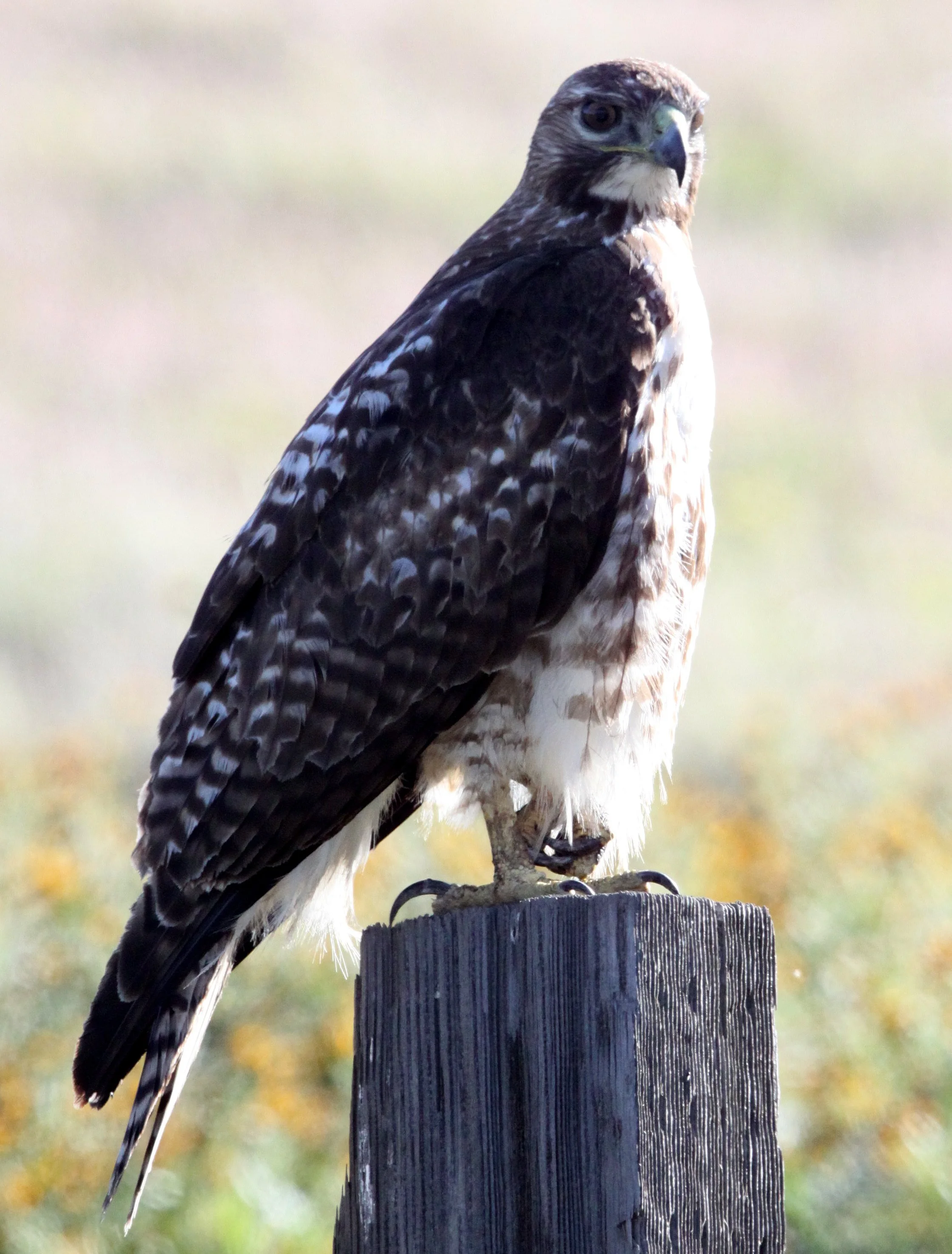 Buteo regalis - FERRUGINOUS HAWK - CARRIZO PLAIN NATIONAL MONUMENT (6).JPG