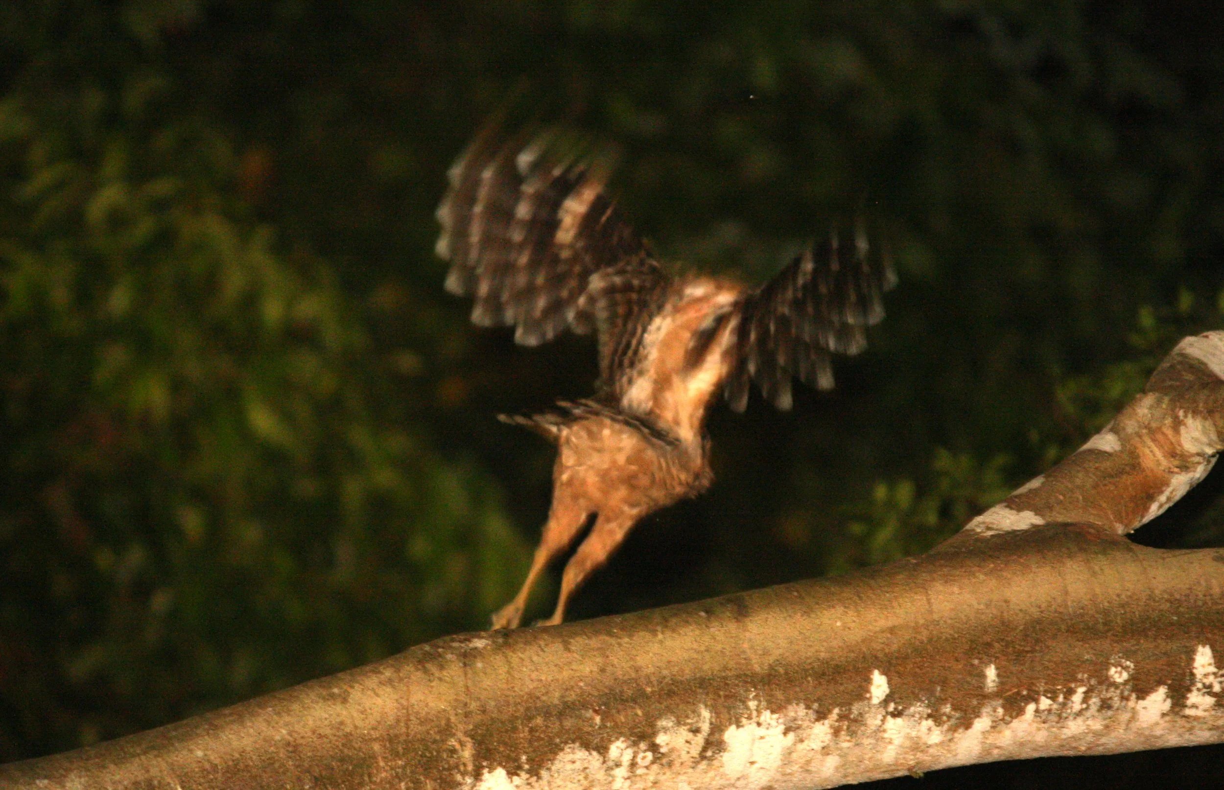 Ketupa ketupu - BUFFY FISH OWL - KINABATANGAN RIVER BORNEO (5).JPG