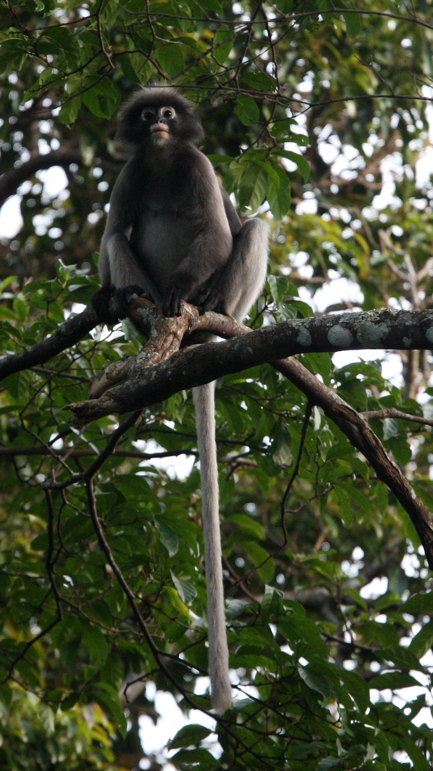 CERCOPITHECIDAE - Trachypithecus obscurus flavicauda - BLOND-TAILED (DUSKY) LANGUR - KAENG KRACHAN NP THAILAND (61).JPG