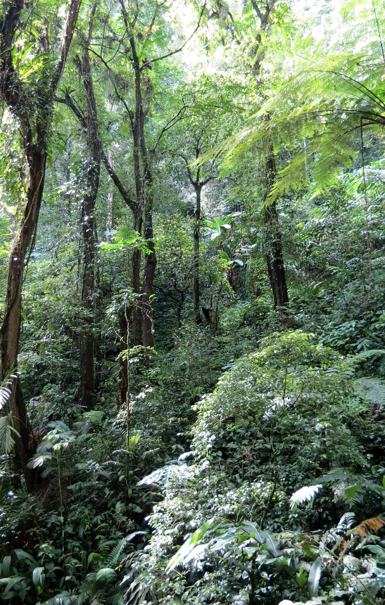 HALIMUN  NATIONAL PARK - JAVA BARAT INDONESIA (9).JPG