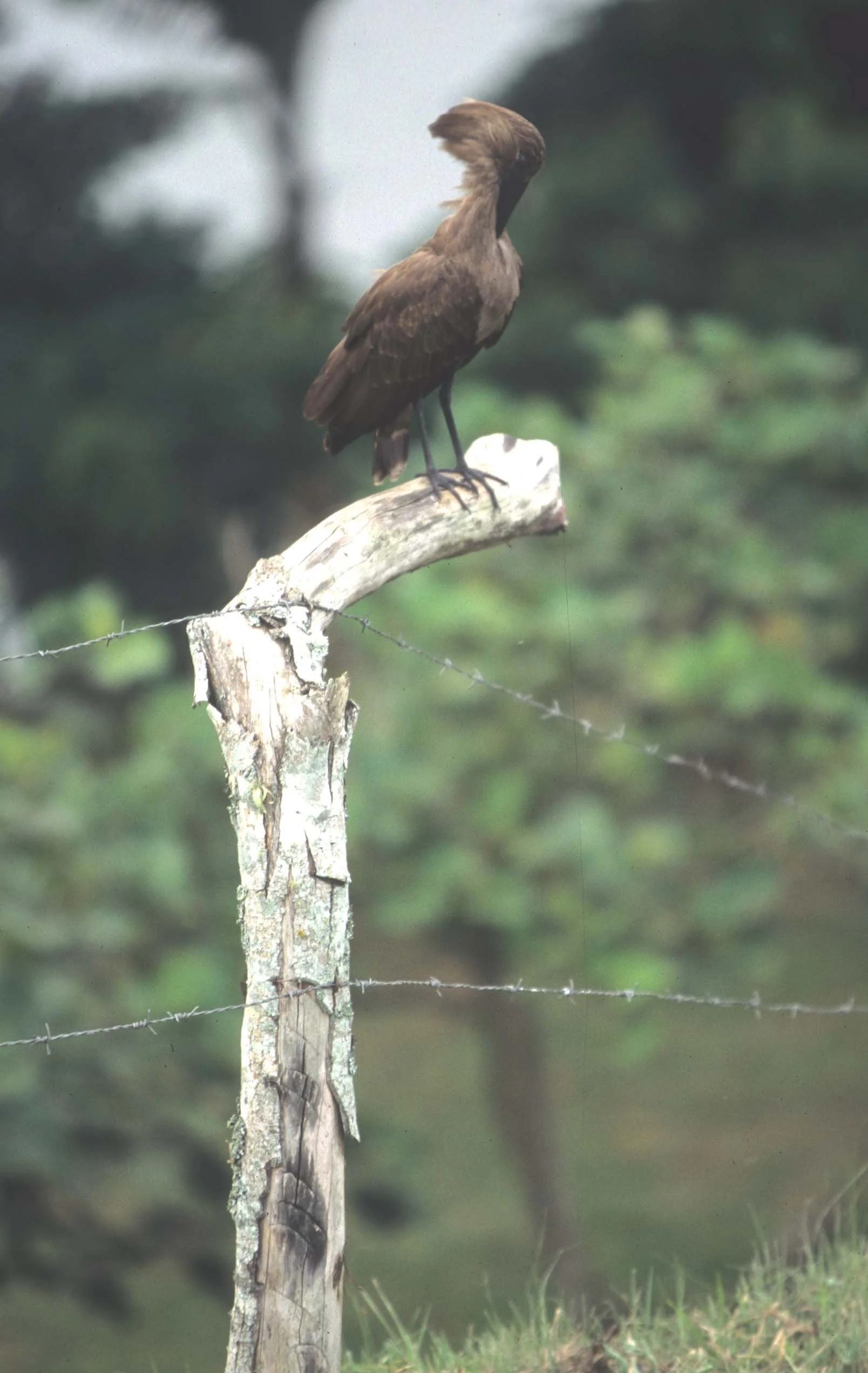 BIRDS - HAMMERKOP - UGANDA A.jpg