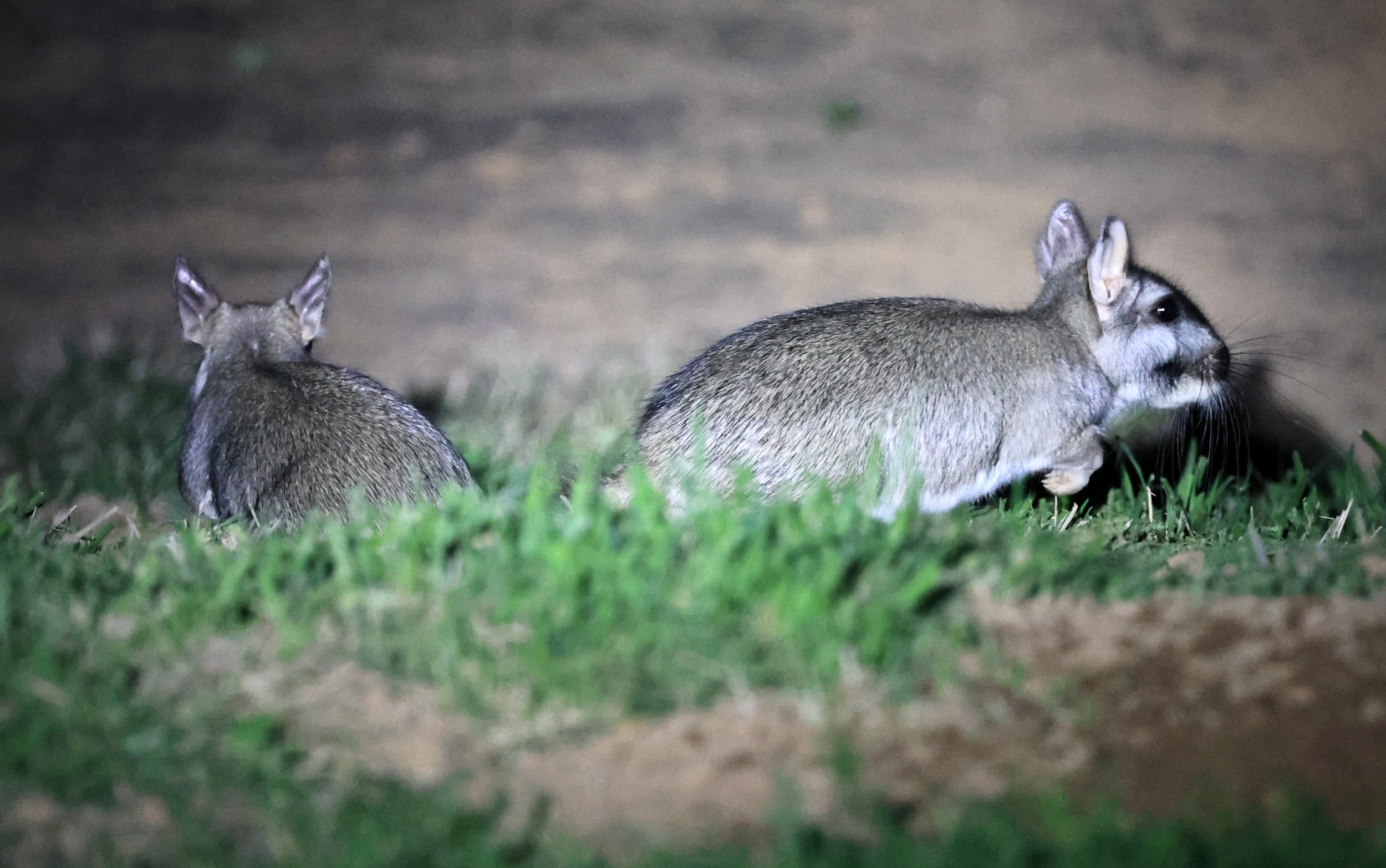 Plains Vizcacha (Lagostomus maximus) Reserva Natural Canada el Carmen, Paraguay  (50).jpg