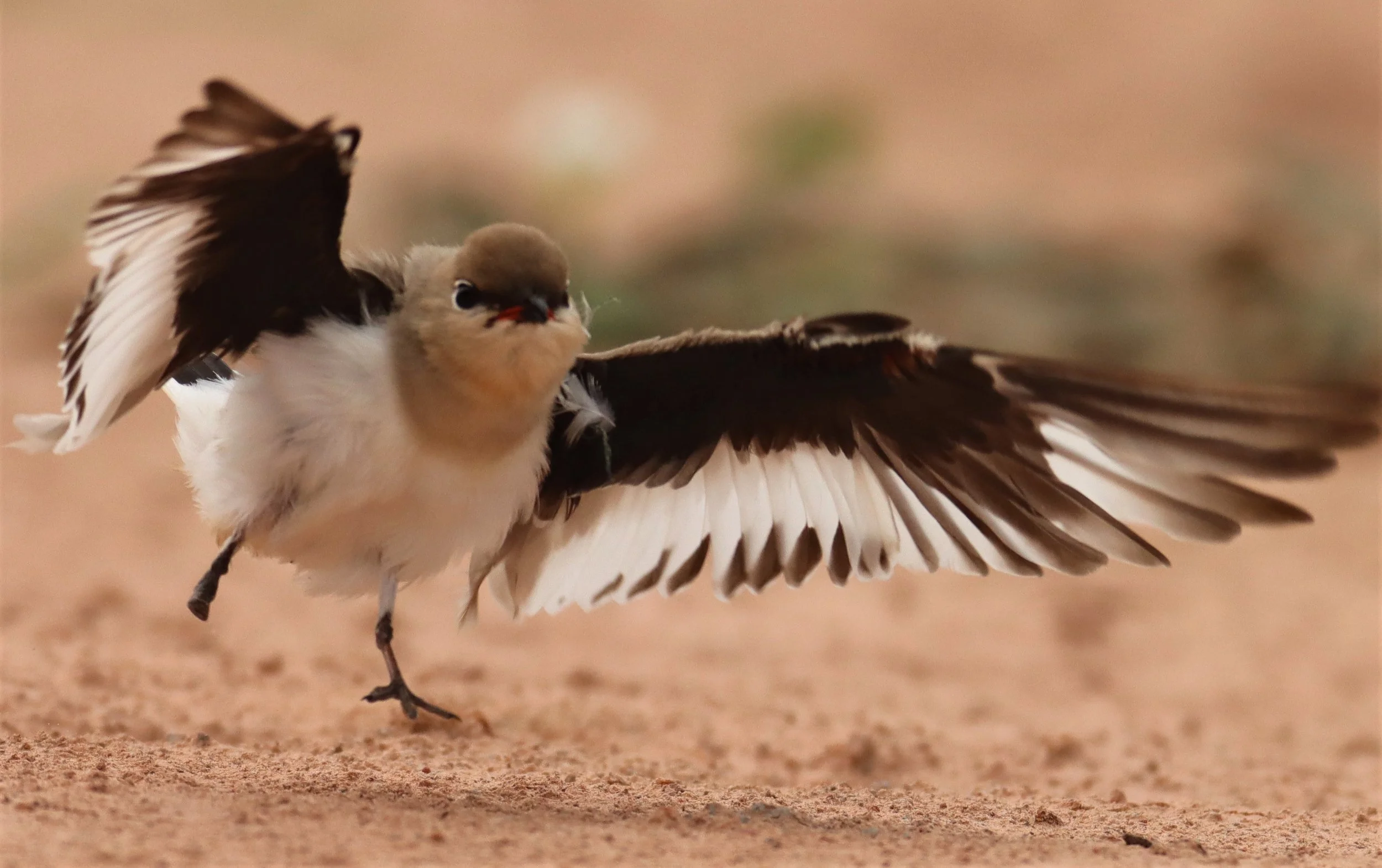 PRATINCOLE - SMALL PRATINCOLE - Glareola lactea - KABIN BURI WETLANDS 15KM OUT ON 304 (117).jpg