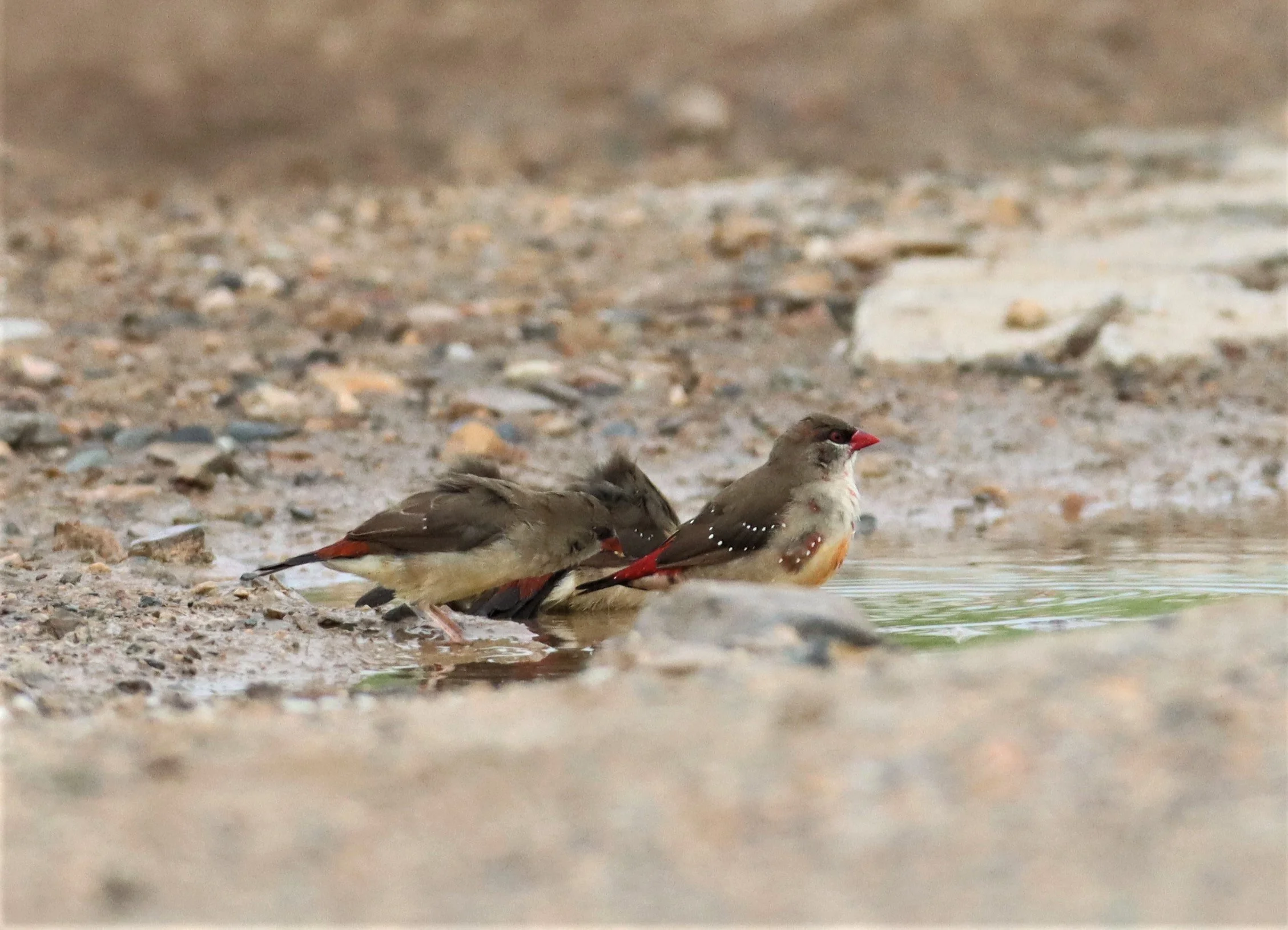 RED AVADAVAT - Amandava amandava - LAT KRABANG WETLANDS THAP YAO (7).jpg