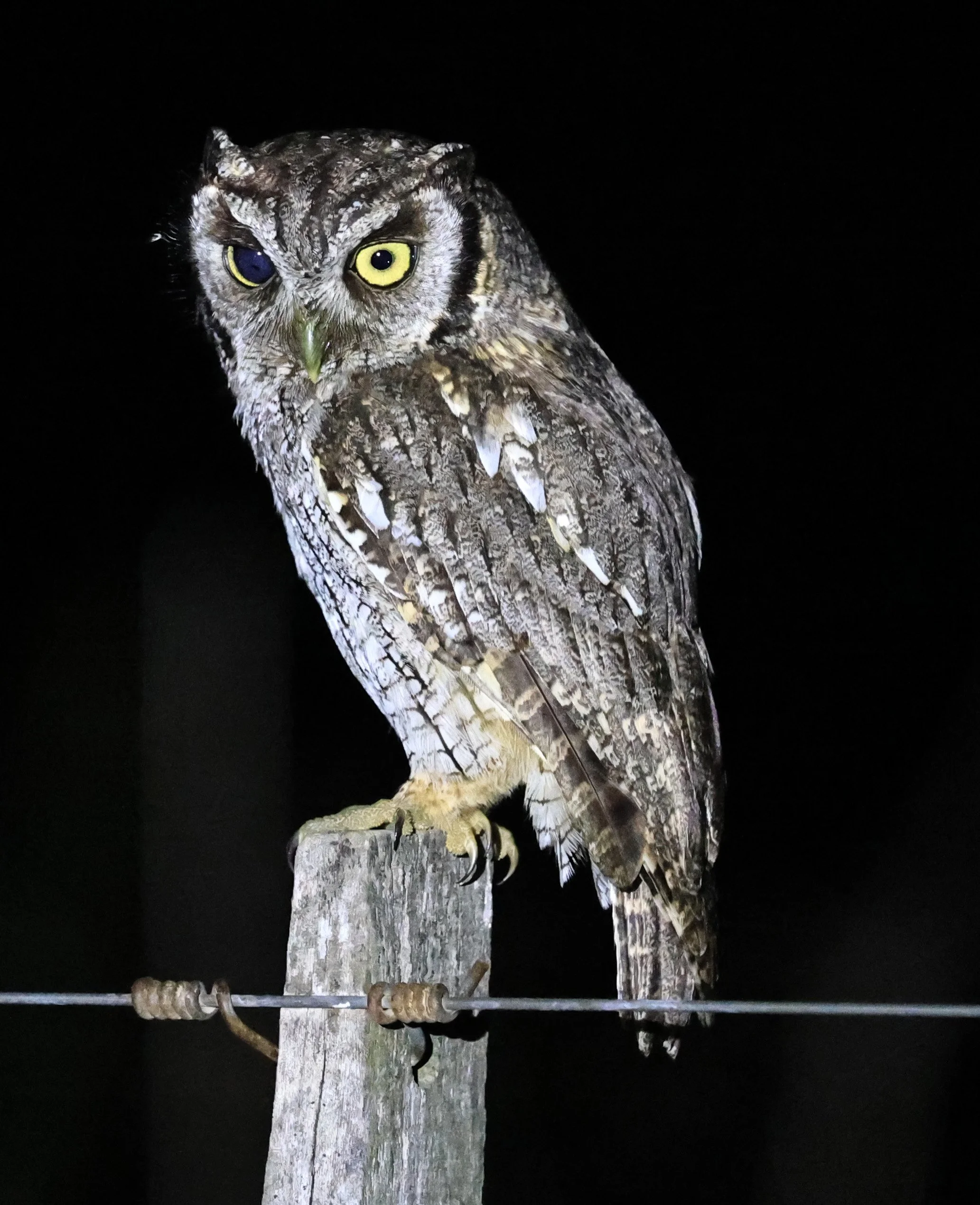 Tropical Screech-Owl (Megascops choliba) Hotel Campestre Iparoma Paraguay (24).jpg