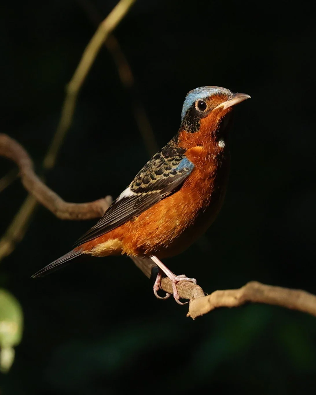 ROCK-THRUSH - WHITE-THROATED ROCK-THRUSH - Monticola gularis - WAT THAM PRATHUM CHONBURI JAN 30 2022 (58).jpg