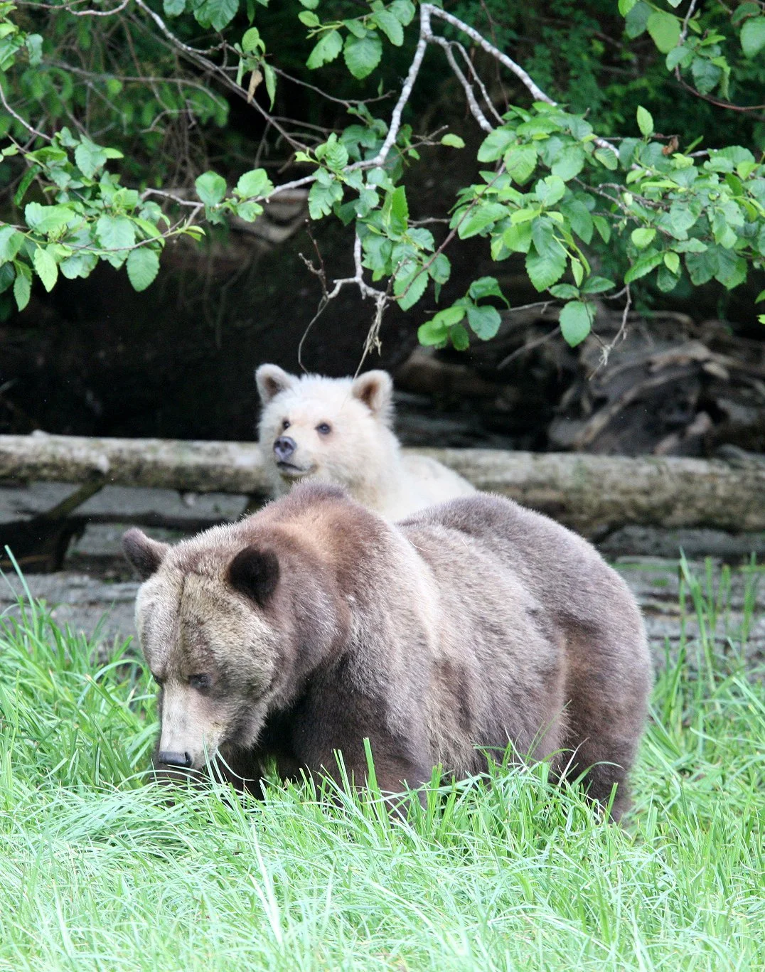 Ursus arctos stikeenensis - STICKEEN'S GRIZZLY BEAR - BELLA AND HER CUBS AND BLONDIE - KNIGHT'S INLET BRITISH COLUMBIA (3).JPG