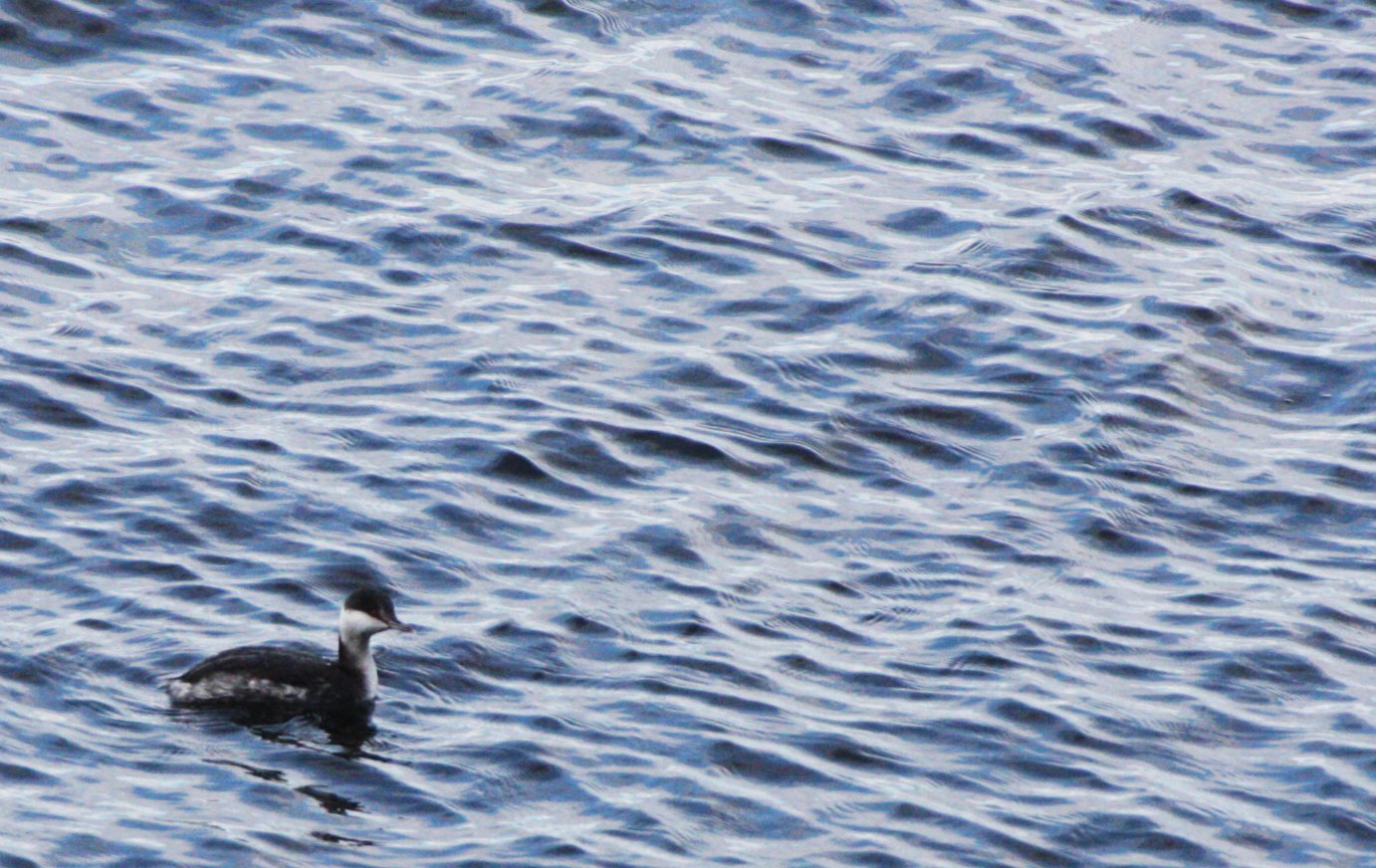 Horned Grebe (Podiceps auritus) Winter Plumage Sequim Washington (2).JPG