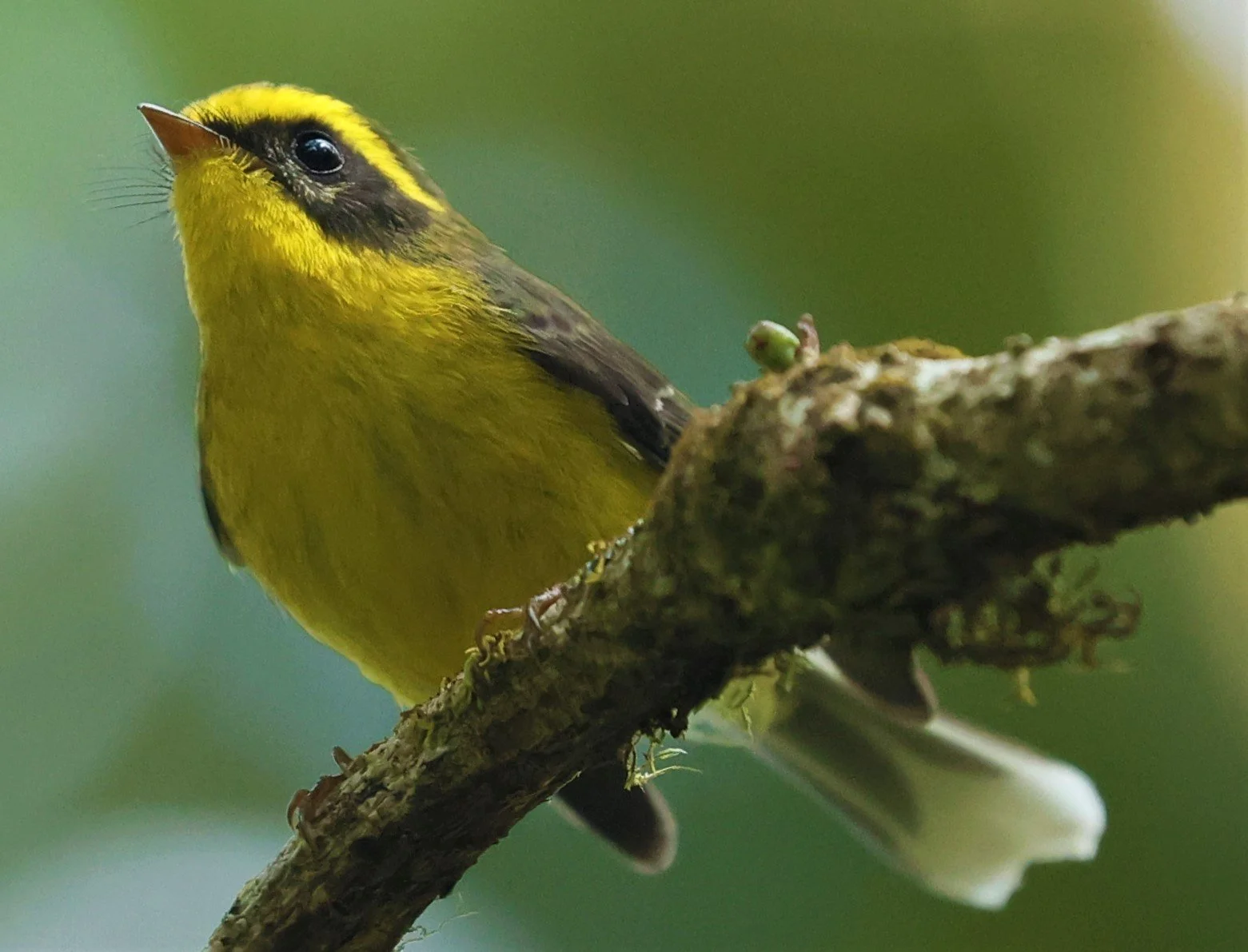 FANTAIL - YELLOW-BELLIED FAIRY-FANTAIL - Chelidorhynx hypoxanthus - DOI PHA HOM POK NP DOI LANG EAST FEB 2022 (19).jpg