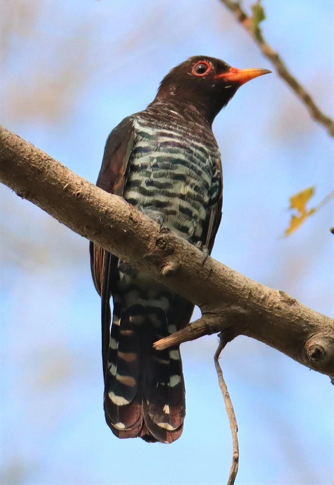 Violet Cuckoo (Chrysococcyx xanthorhynchus) Rama IX Park Bangkok (14).jpg