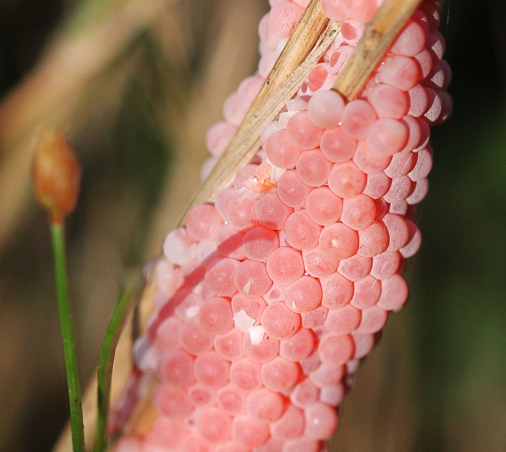 2015 Koh Lanta October Break Trip  (61).jpg