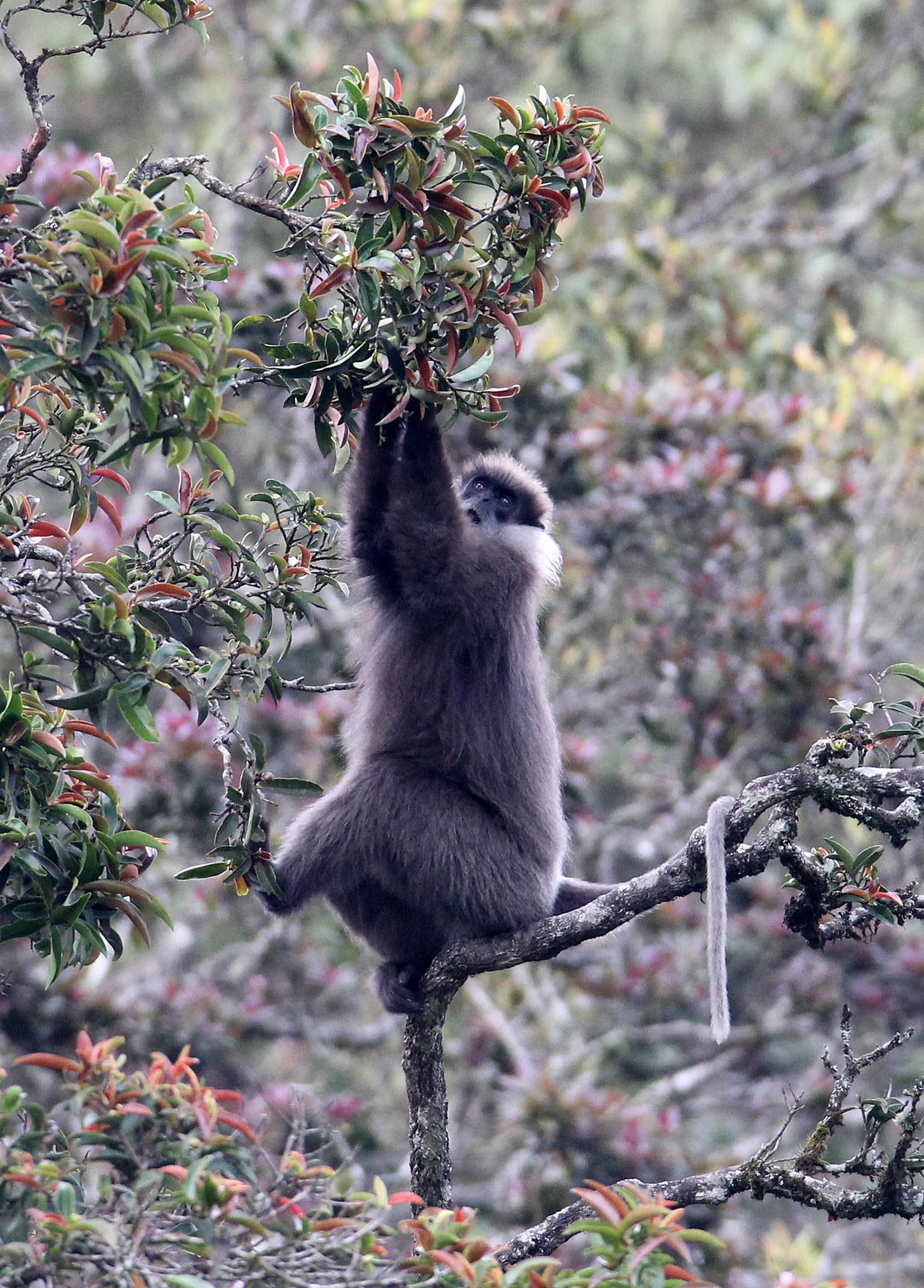 CERCOPITHECIDAE - Semnopithecus vetulus monticola - BEAR OR MONTANE PURPLE-FACED LEAF MONKEY - NUWARA ELIYA, HORTON PLAINS SRI LANKA (18).JPG