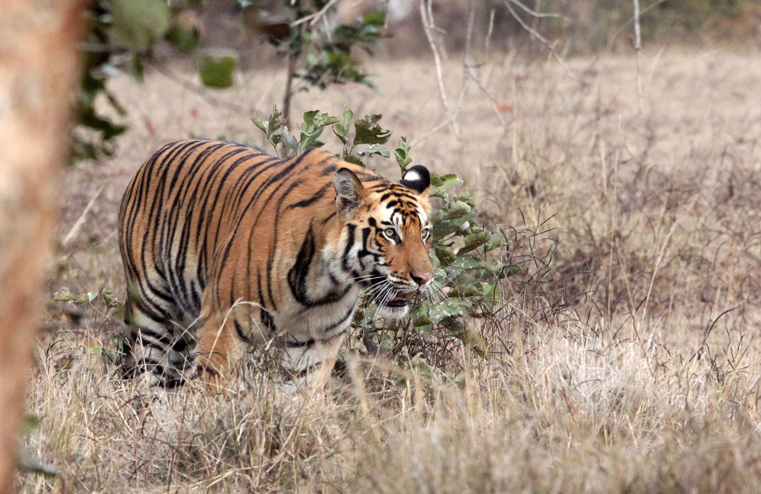 Panthera tigris tigris - BENGAL TIGER - BANDHAVGAR NATIONAL PARK MADHYA PRADESH INDIA (157).JPG