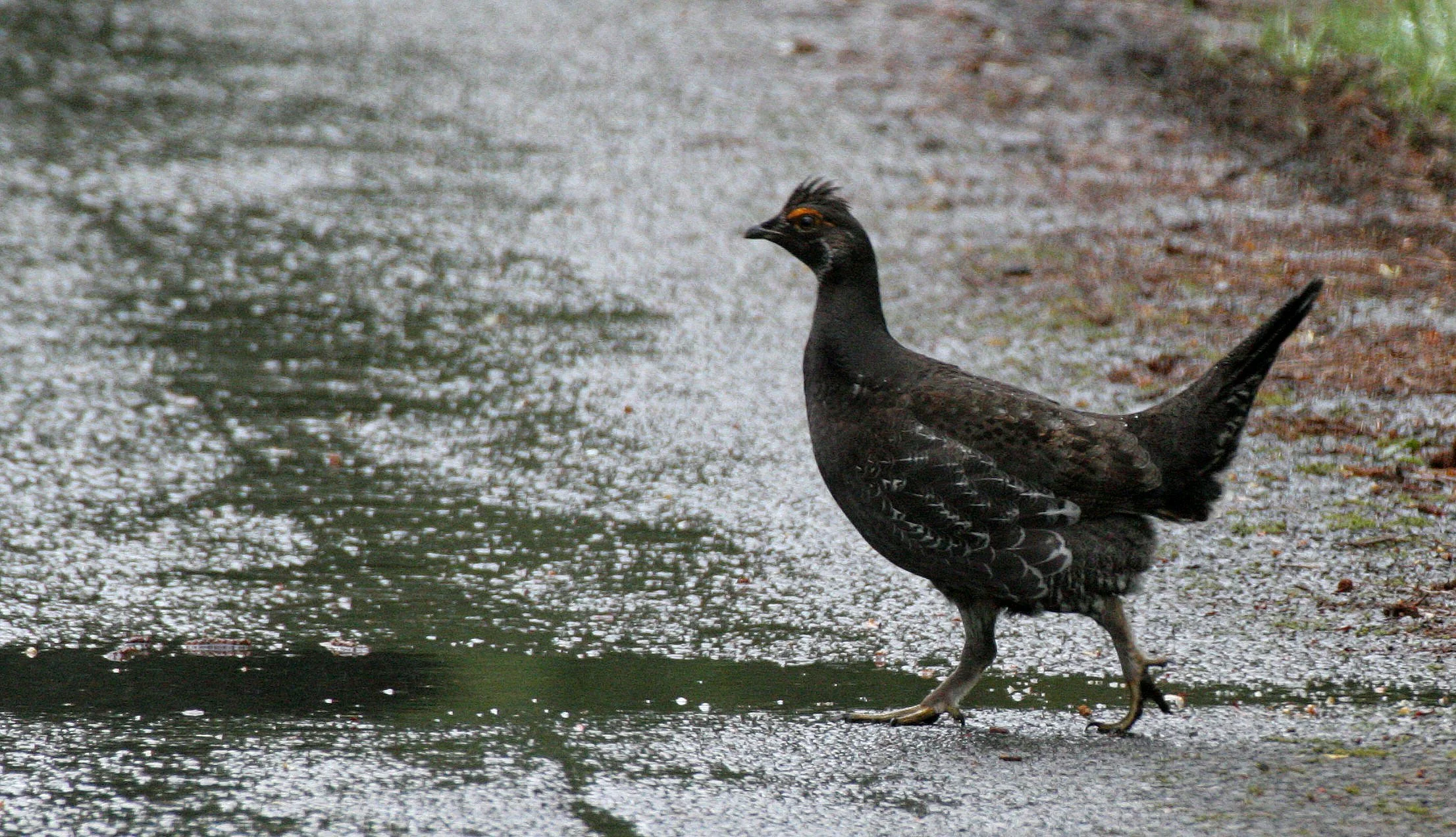 GROUSE - SOOTY (BLUE) GROUSE - Dendragapus fuliginosus - DUNCAN CEDAR TREE ROAD - HOH RIVER VALLEY WA  (14).JPG