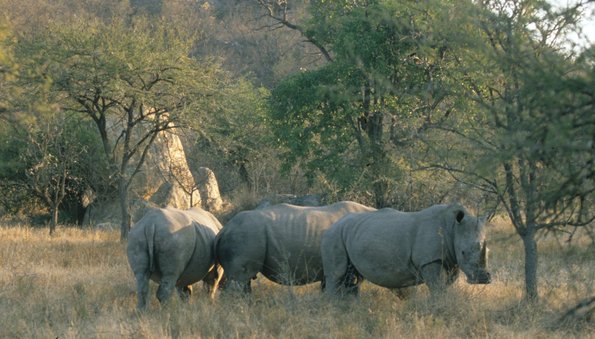 RHINO- BLACK - ZIMBABWE 11A.jpg