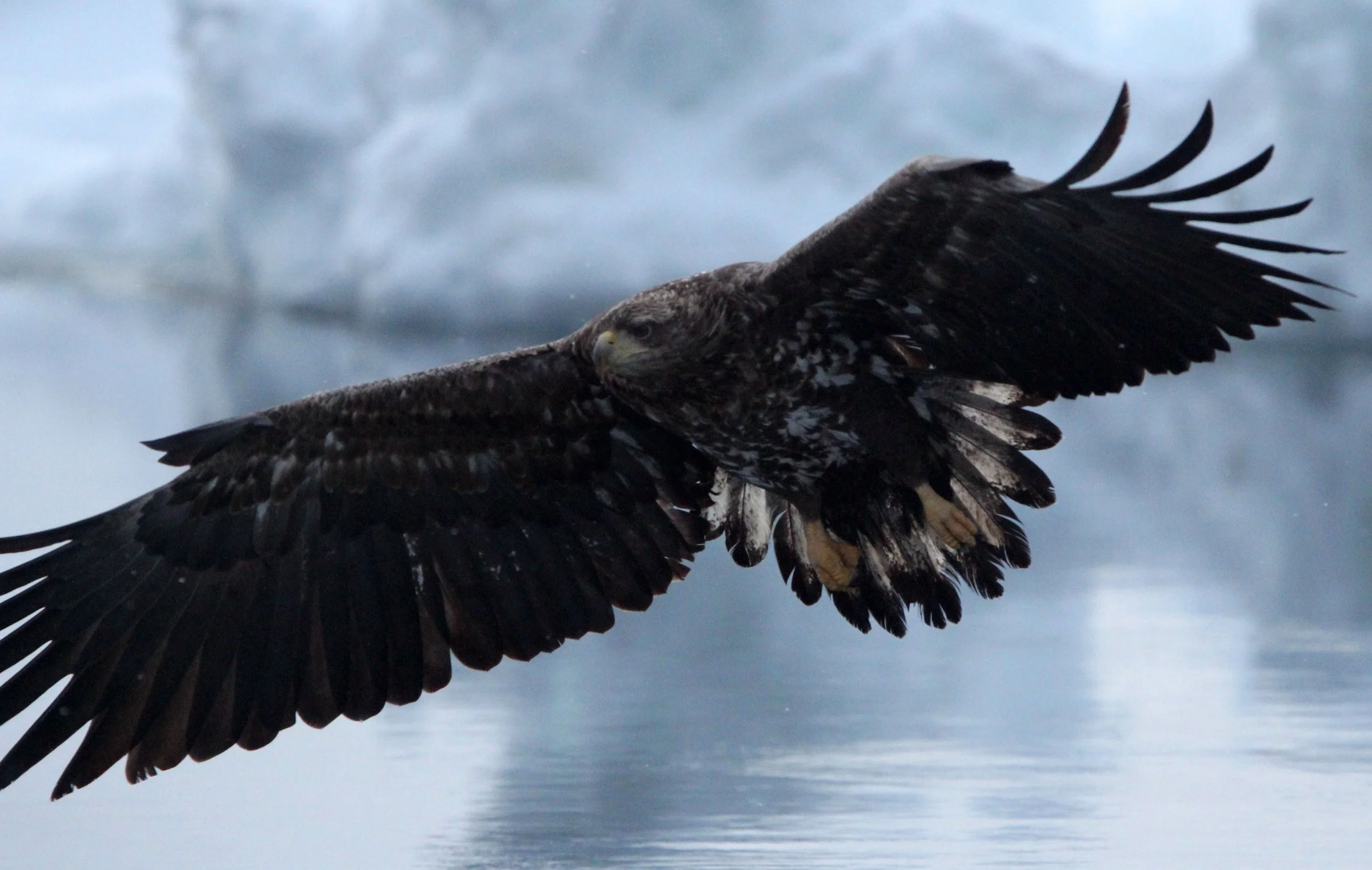 BIRD - EAGLE - STELLER'S SEA EAGLE - RAUSU, SHIRETOKO PENINSULA & NATIONAL PARK, HOKKAIDO JAPAN (38).JPG