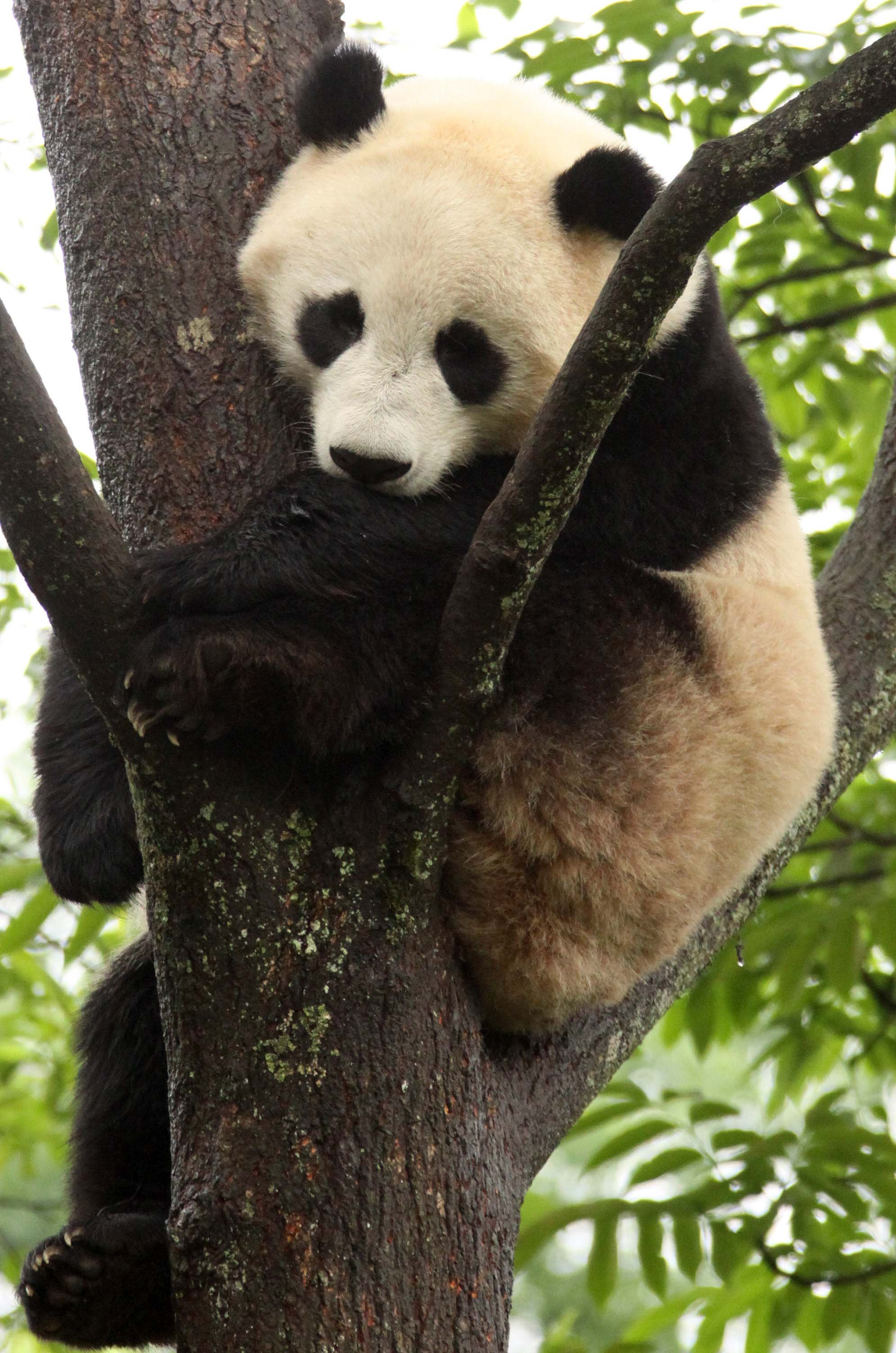 URSID - GIANT PANDA - BIFENGXIA PANDA RESERVE - SICHUAN CHINA (26).JPG