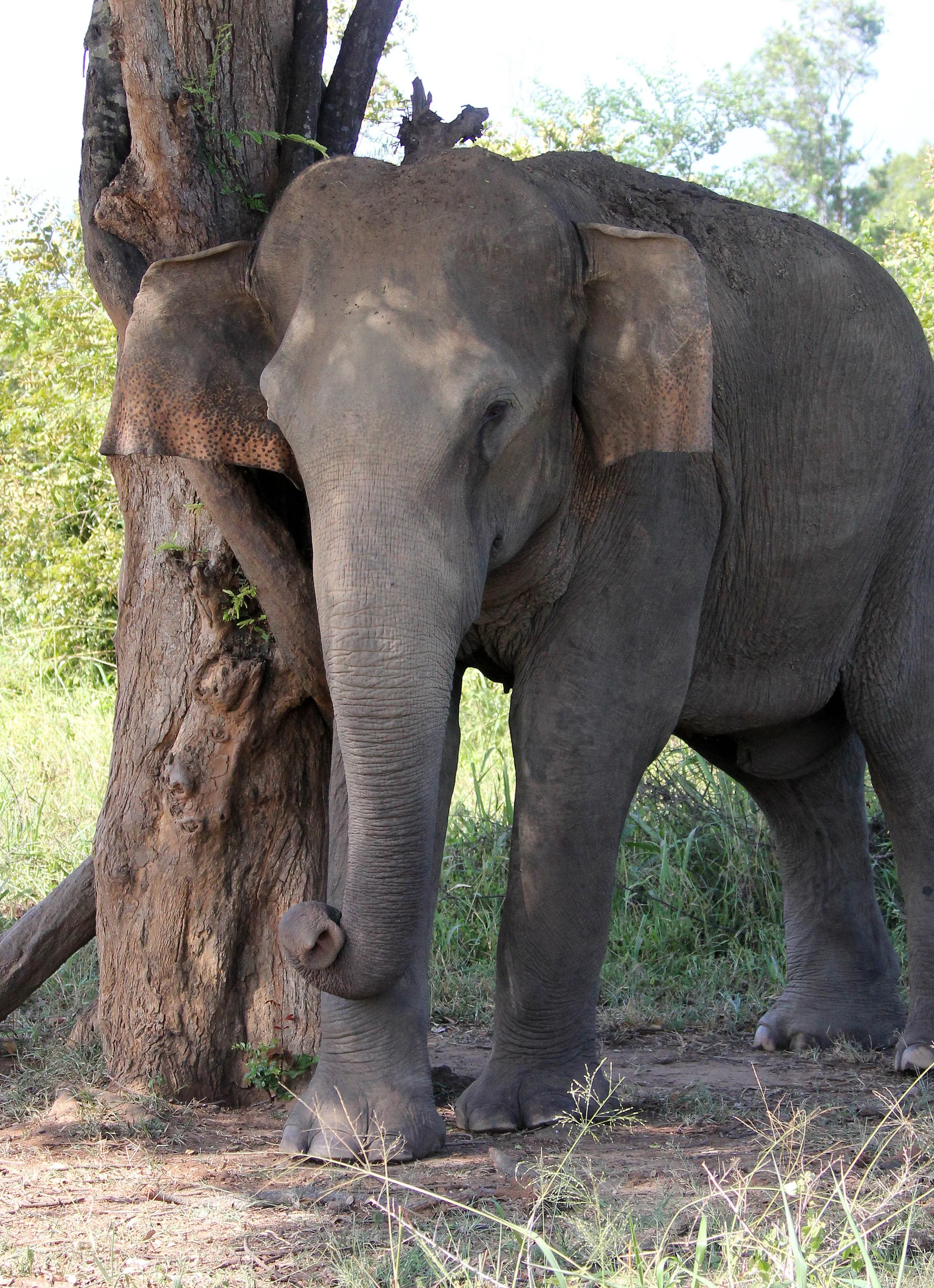 ELEPHANT - SRI LANKA ASIAN ELEPHANT - UDAWALAWA NATIONAL PARK SRI LANKA (27).JPG