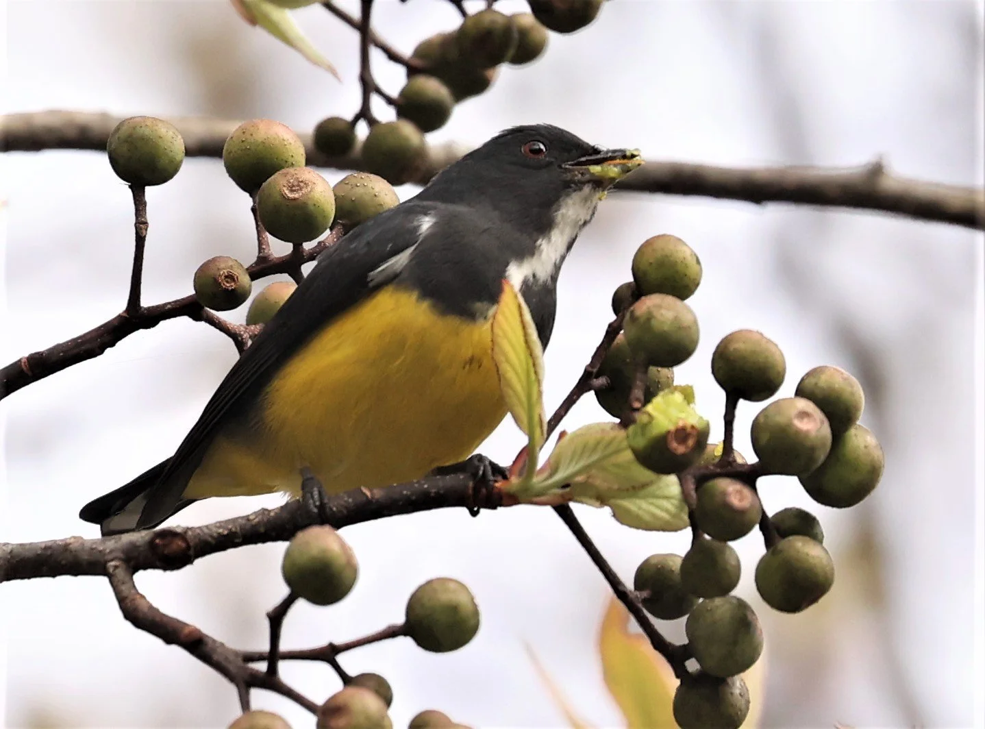 FLOWERPECKER - YELLOW-BELLIED FLOWERPECKER - Dicaeum melanozanthum - DOI INTHANON NP CHIANG MAI, DEC 2021 (21).JPG