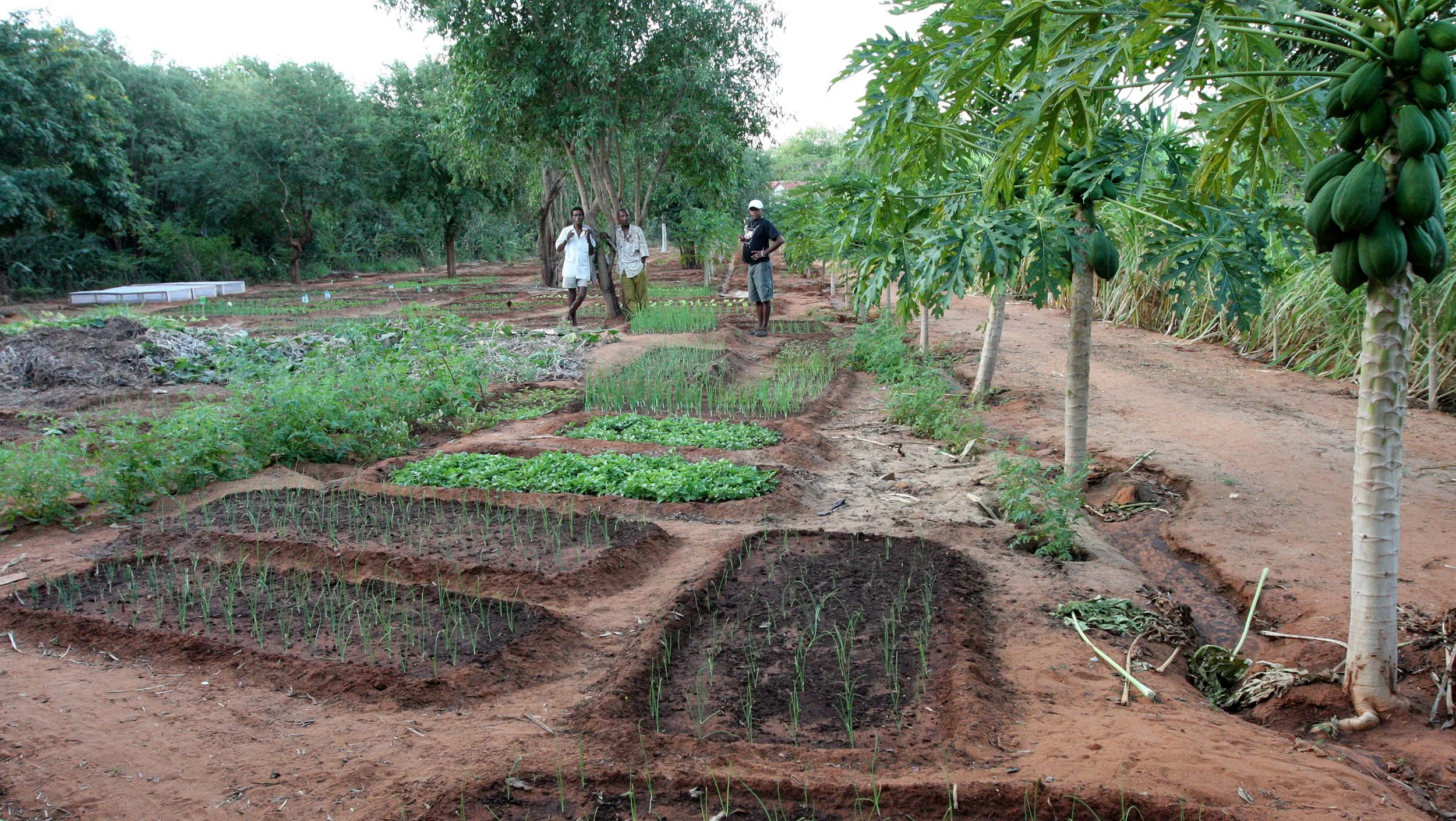 Berenty organic garden