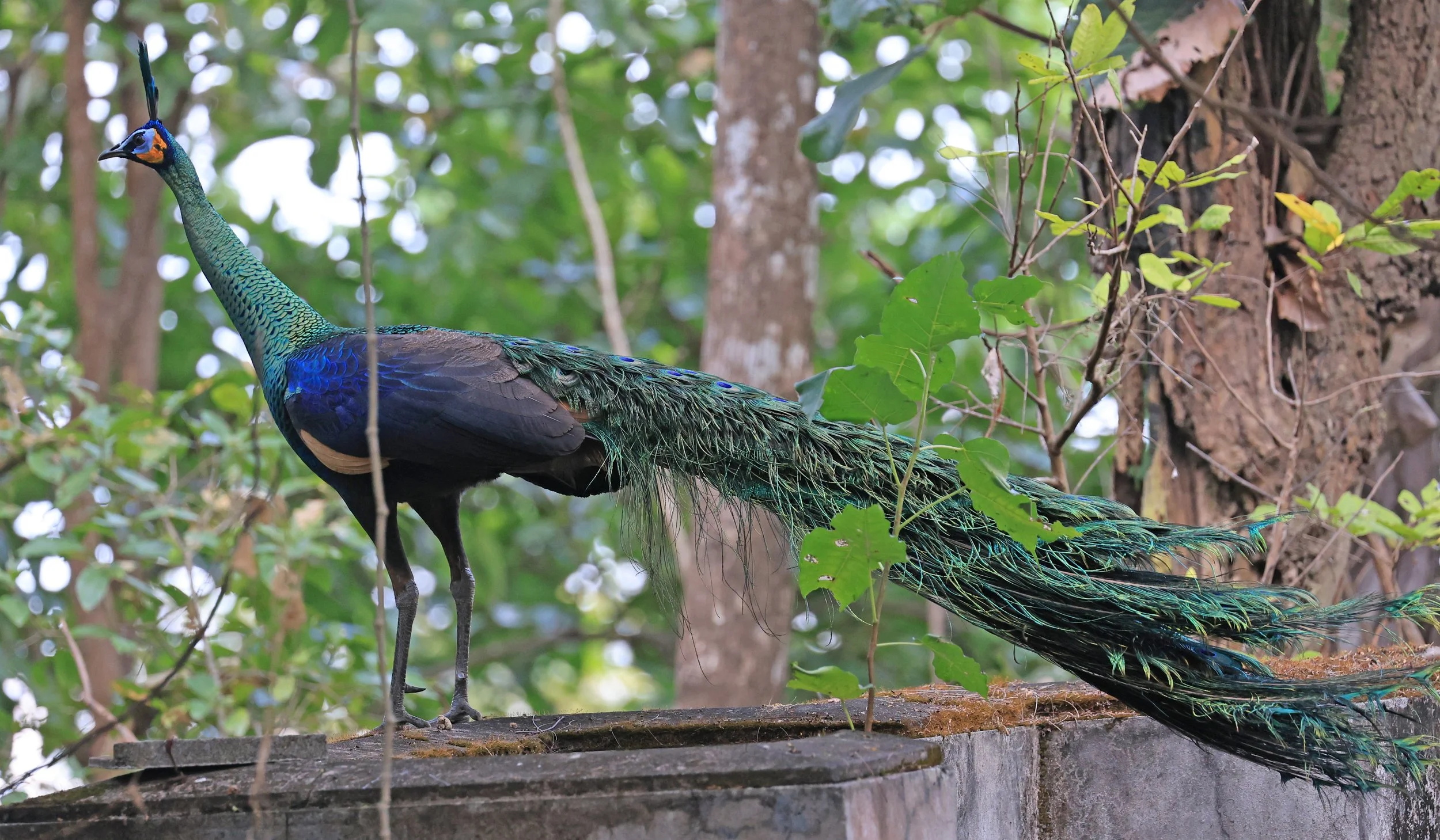 Green Peafowl (Pavo muticus) Doi Butsarakham Phayao Province (38).jpg
