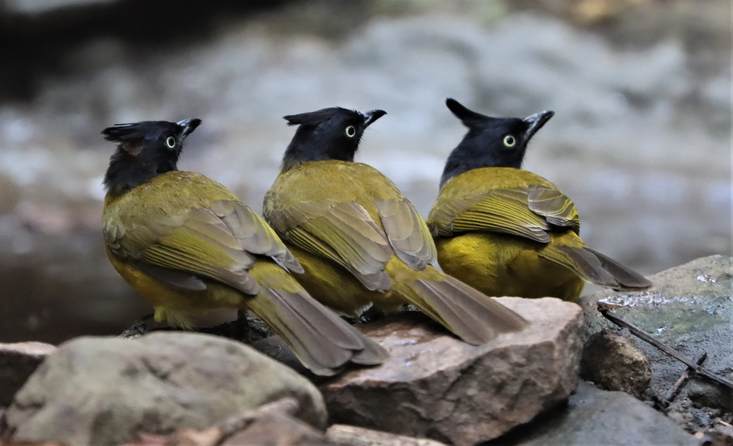 BULBUL - BLACK-CRESTED BULBUL - Pycnonotus melanicterus - KAENG KRACHAN NP THAILAND (74).jpg