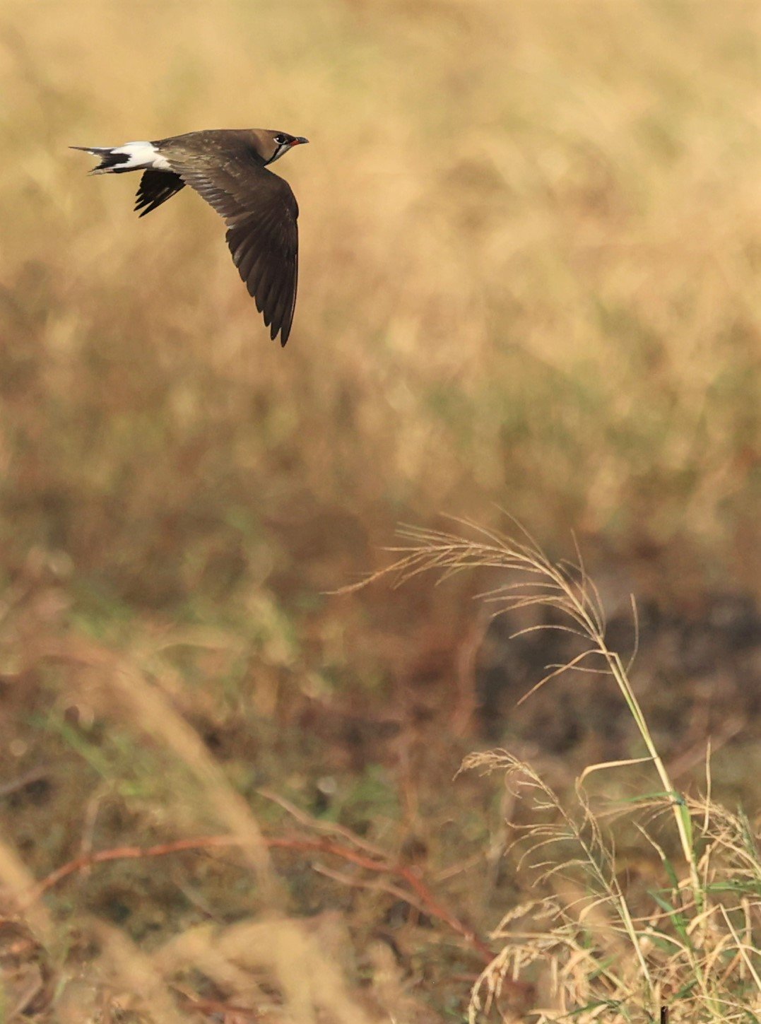 PRATINCOLE - ORIENTAL PRATINCOLE - Glareola maldivarum - TAP YAO RICEFIELDS LAT KRABANG - APRIL 23 2022 (19).jpg