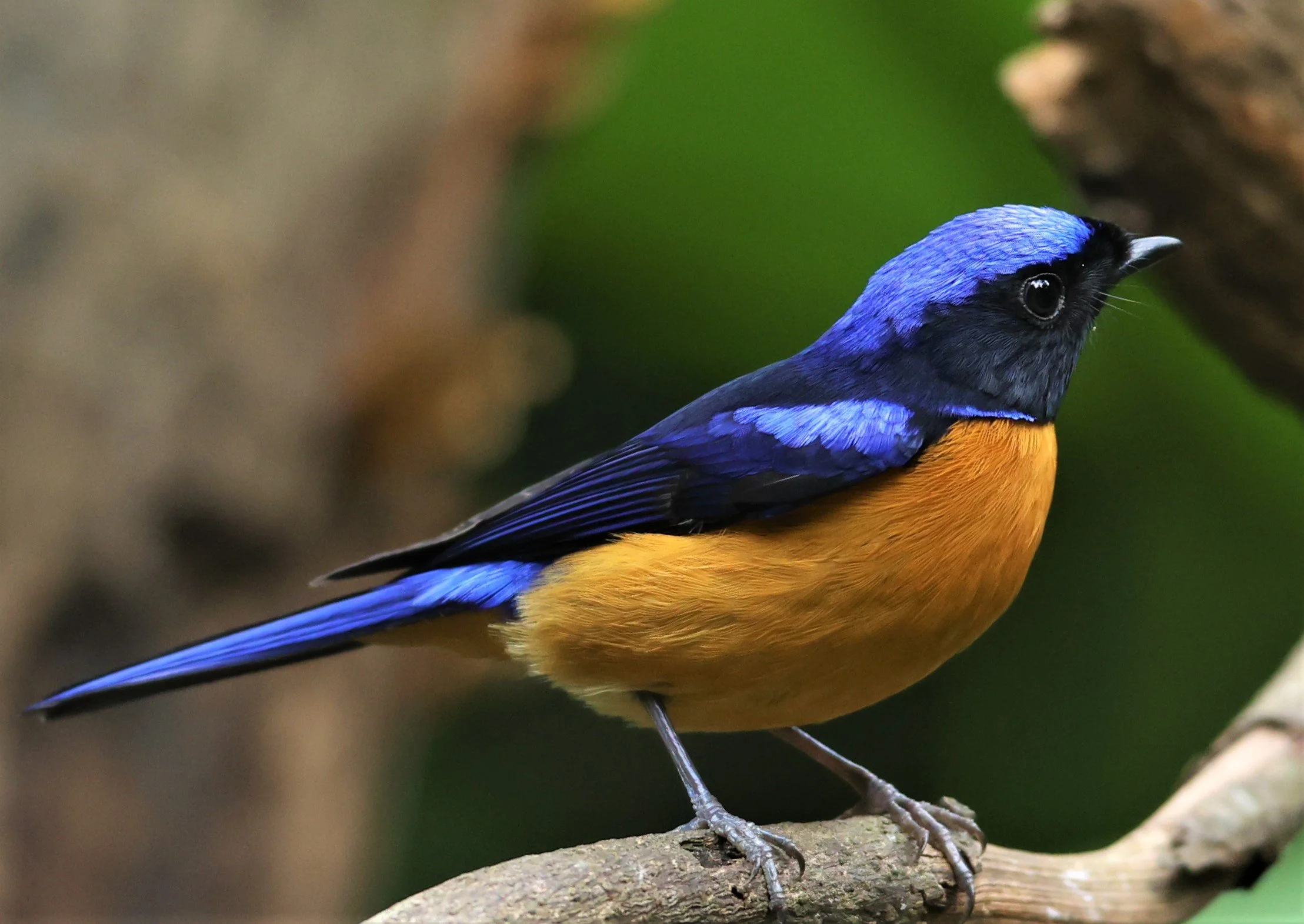 NILTAVA - RUFOUS-BELLIED NILTAVA - Niltava sundar - DOI INTHANON NP CHIANG MAI, DEC 2021 (45).JPG