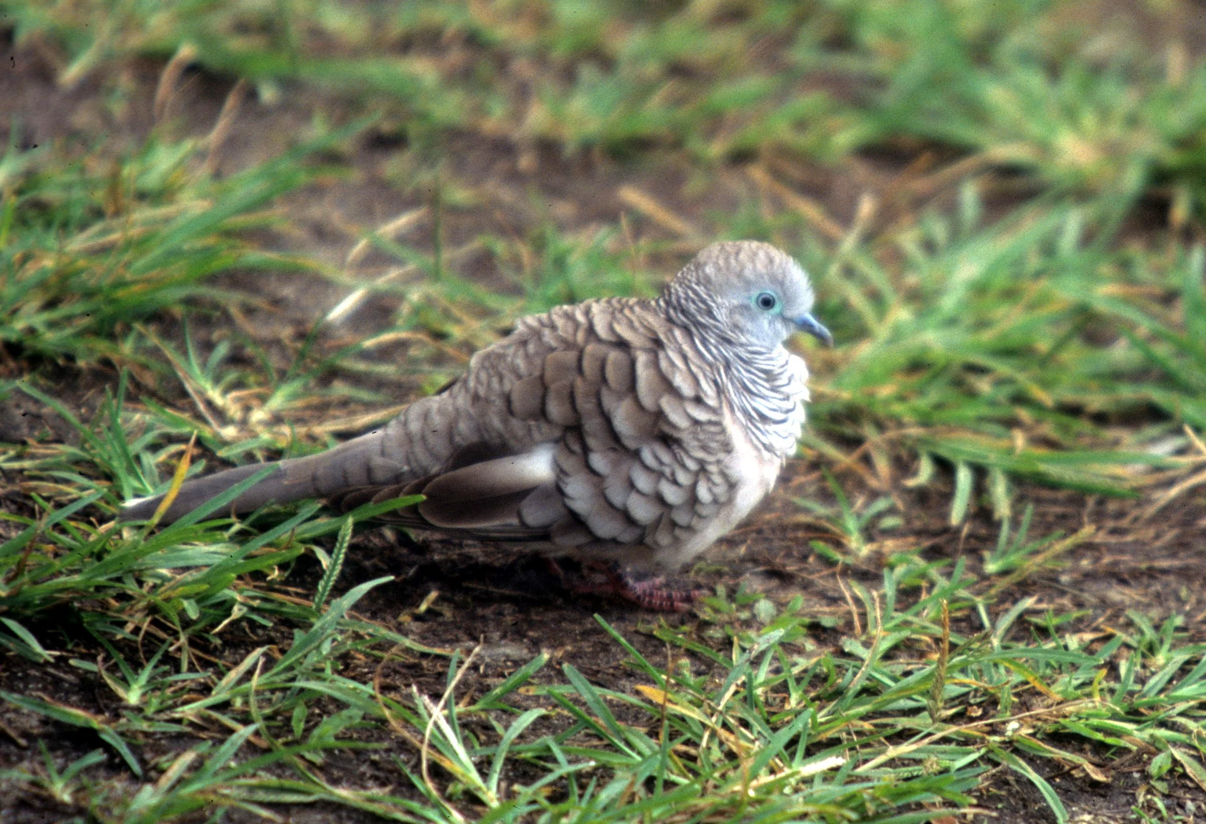 BIRD - DOVE SPECIES A - DAINTREE RAINFOREST AUSTRALIA.jpg