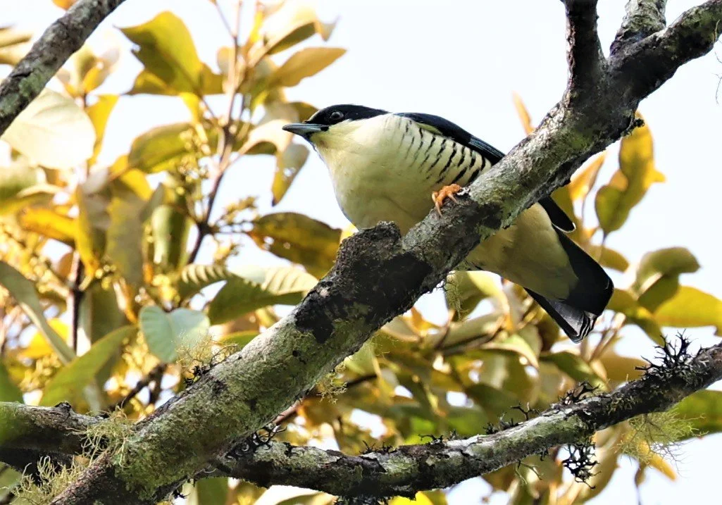 CUTIA - HIMALAYAN CUTIA - Cutia nipalensis - DOI LANG EAST DOI PHA HOM POK NP, DECEMBER 2021 (41).jpg