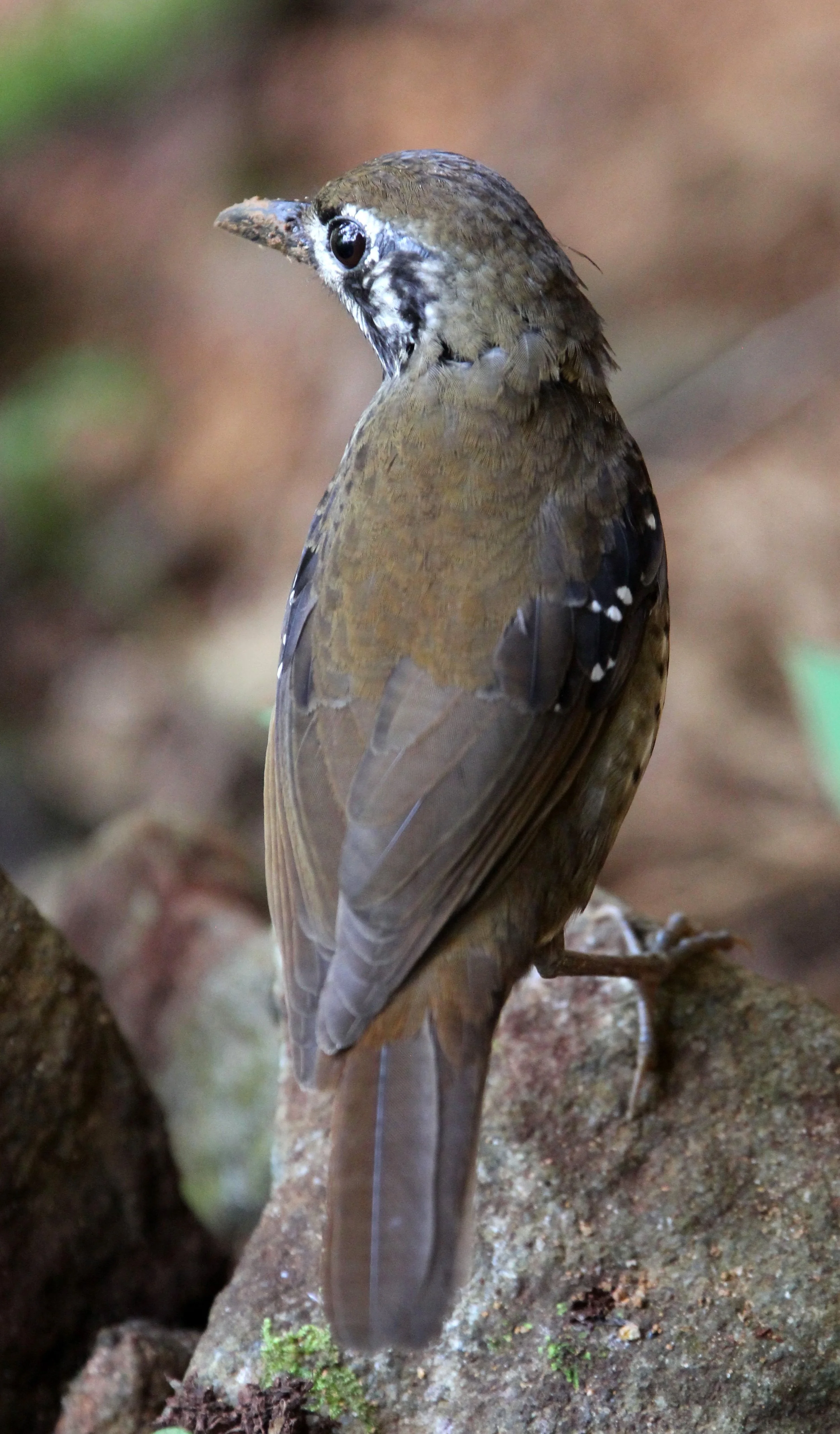 Spot-winged (Ground) Thrush (Geokichla spiloptera) Singharaja National Park Sri Lanka (5).JPG