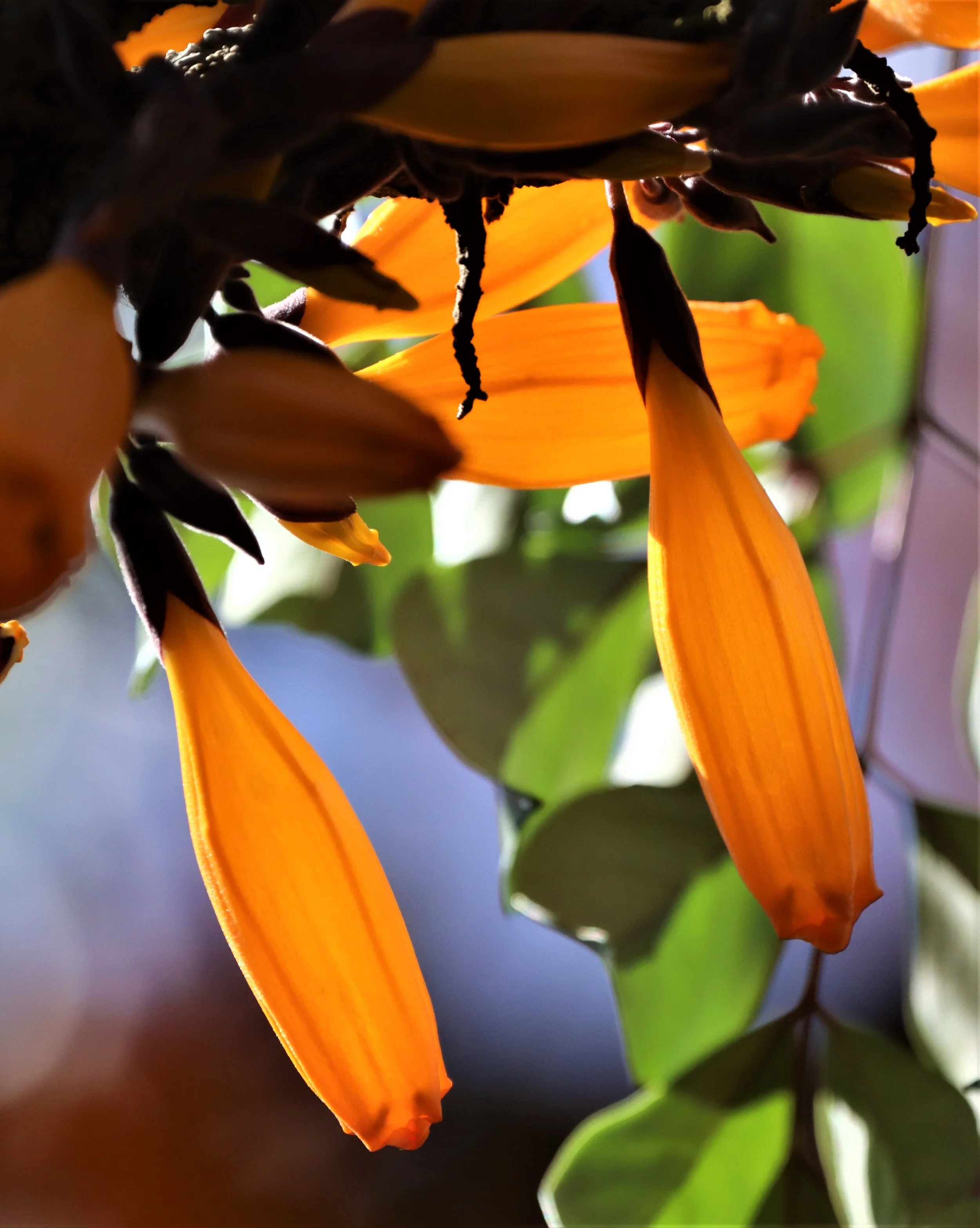 Radermachera ignea (commonly known as Tree Jasmine, Peep Thong, or Mayodendron igneum) is in the Bignoniaceae family, native to tropical and subtropical Asia.