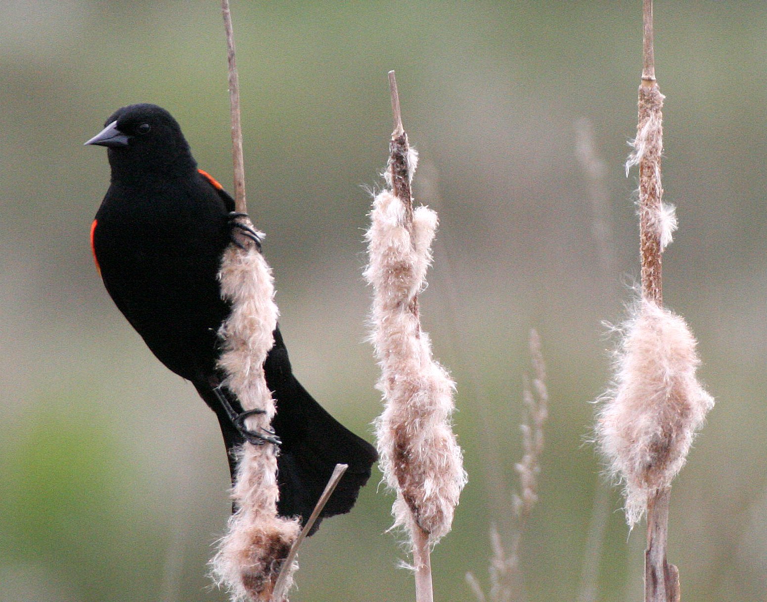 Red-winged Blackbird (Agelaius phoeniceus) Jamestown Olympic Peninsula Washington (7).JPG