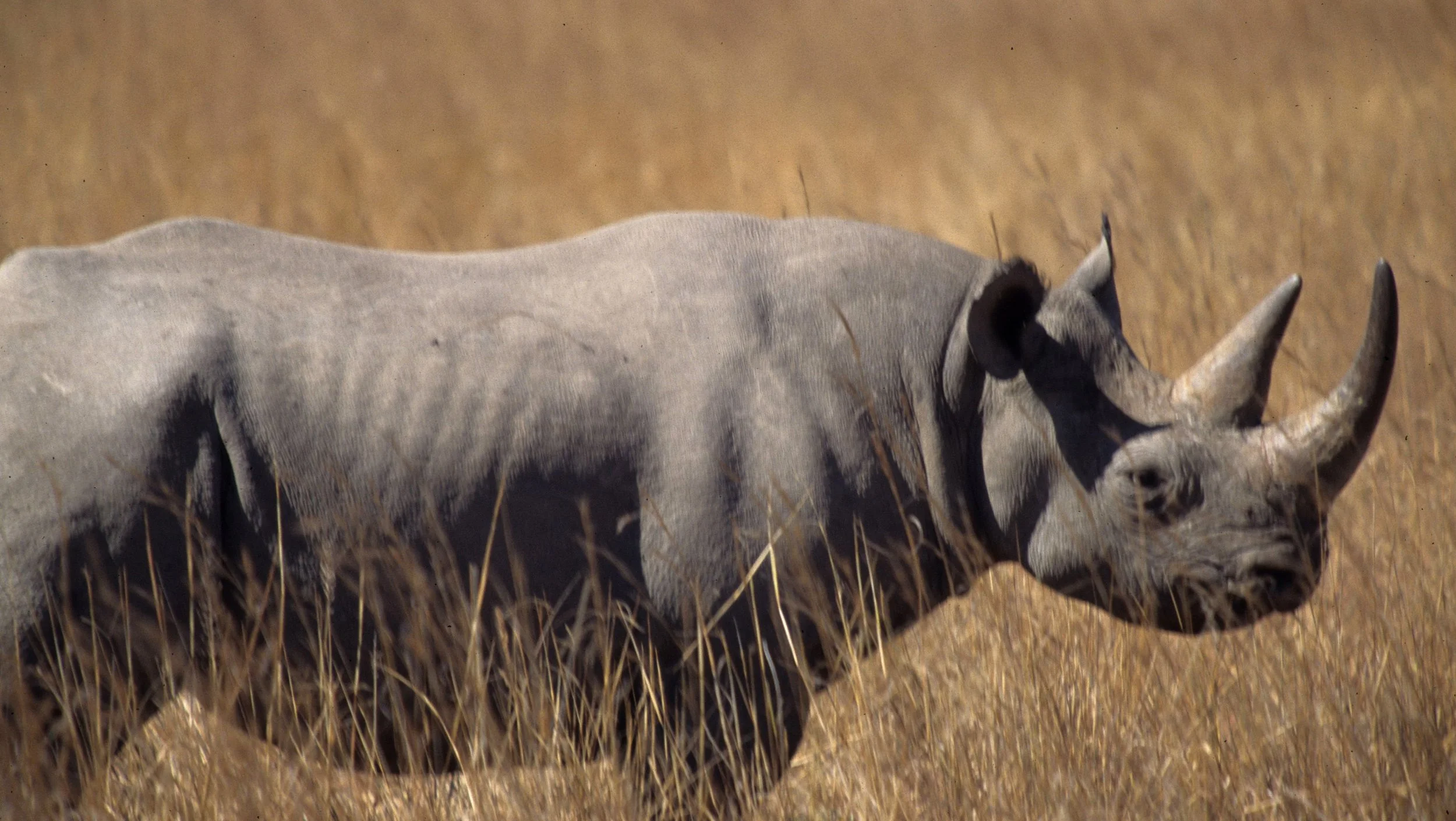 RHINO- BLACK - ZIMBABWE 19.jpg
