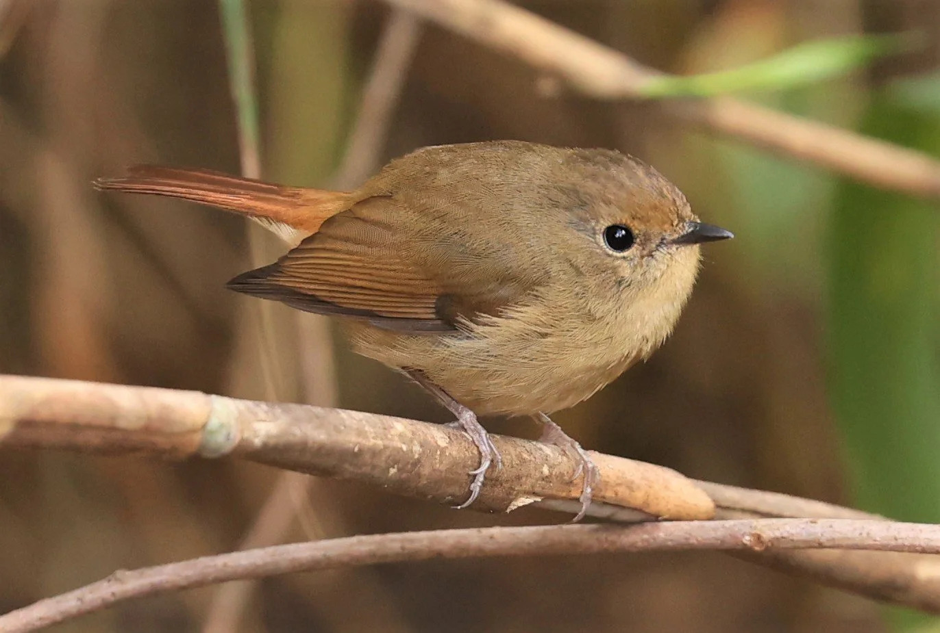 FLYCATCHER - SLATY-BLUE FLYCATCHER - Ficedula tricolor - DOI LANG WEST, DOI PHA HOM POK NP, CHIANG MAI DEC 2021 (17).jpg