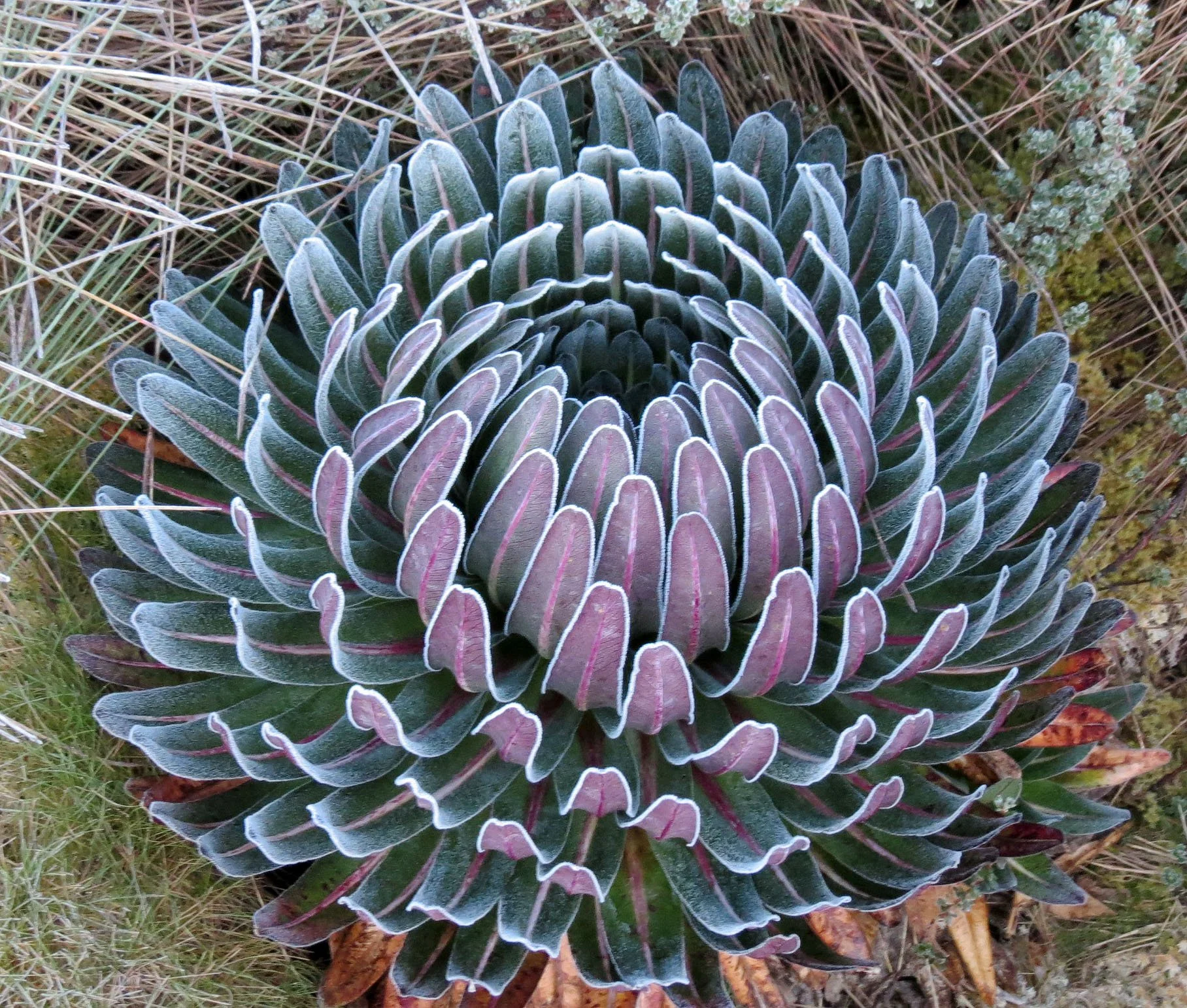 RWENZORI NATIONAL PARK UGANDA (201).JPG