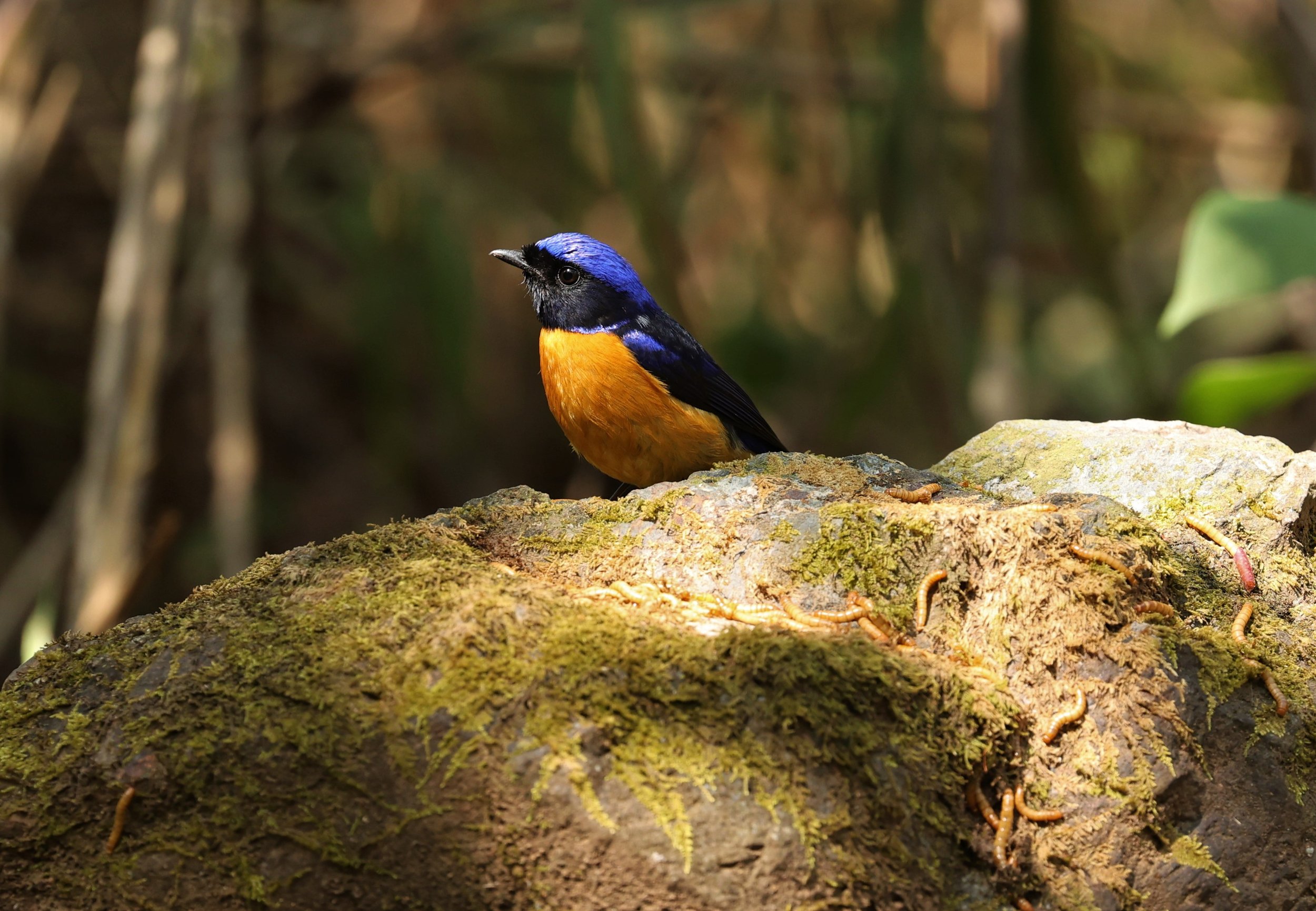 NILTAVA - RUFOUS-BELLIED NILTAVA - Niltava sundar - DOI SAN JU (DOI LANG WEST) FEB 2022 (12).jpg