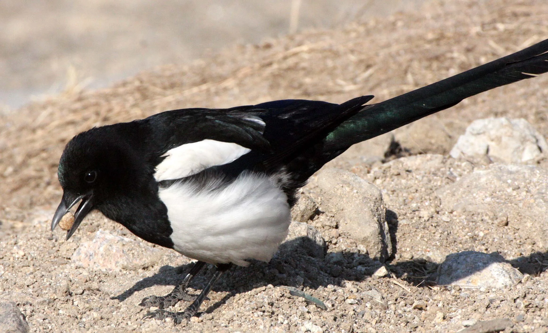 BIRD - MAGPIE - BLACK MAGPIE - SEOUL KOREA (3).JPG