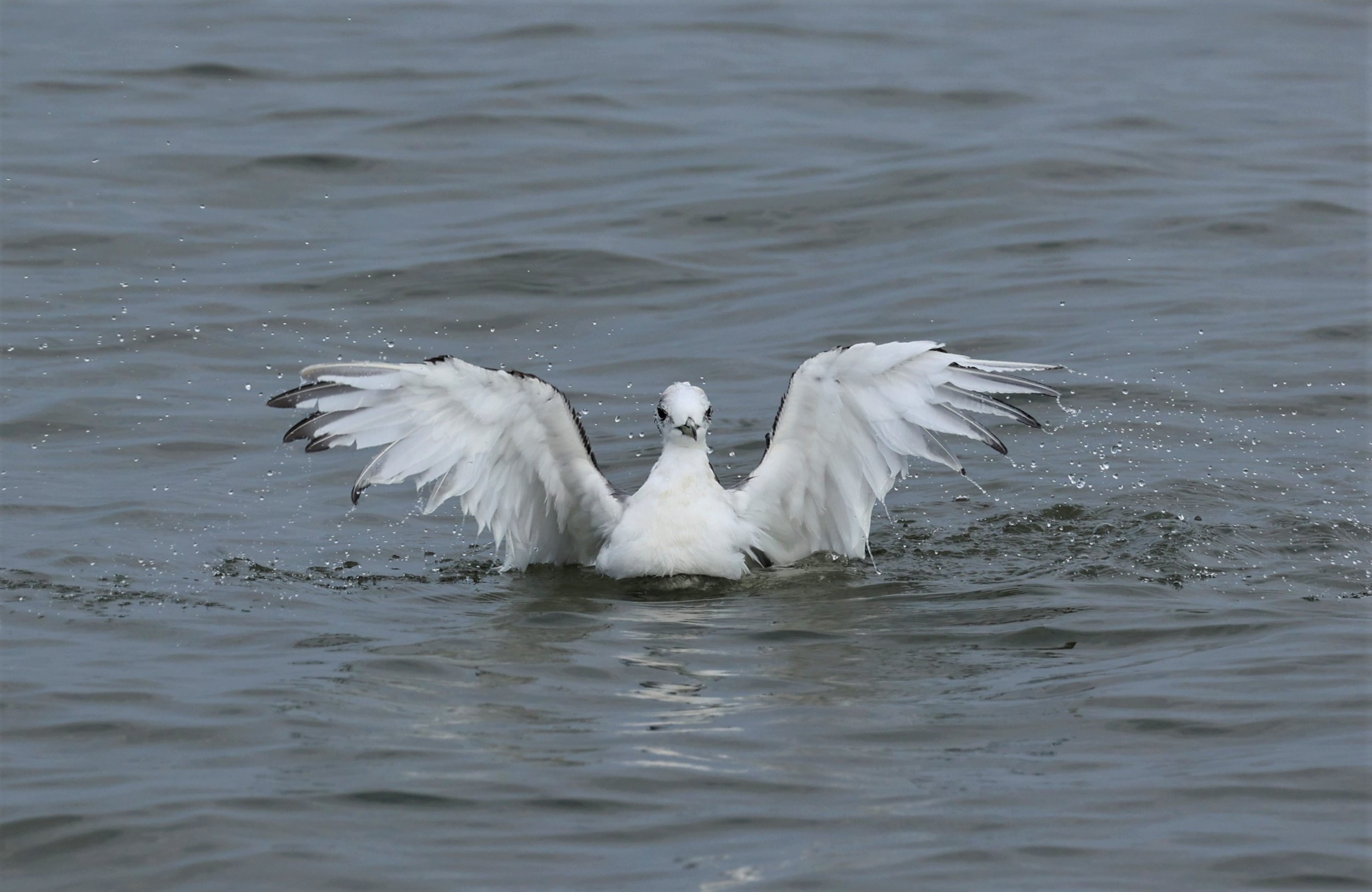 KITTIWAKE - BLACK-LEGGED KITTIWAKE - Rissa tridactyla - GULF OF SIAM OFF BANGKOK & SAMUT SAKHORN FEB 05 2022 (90).jpg