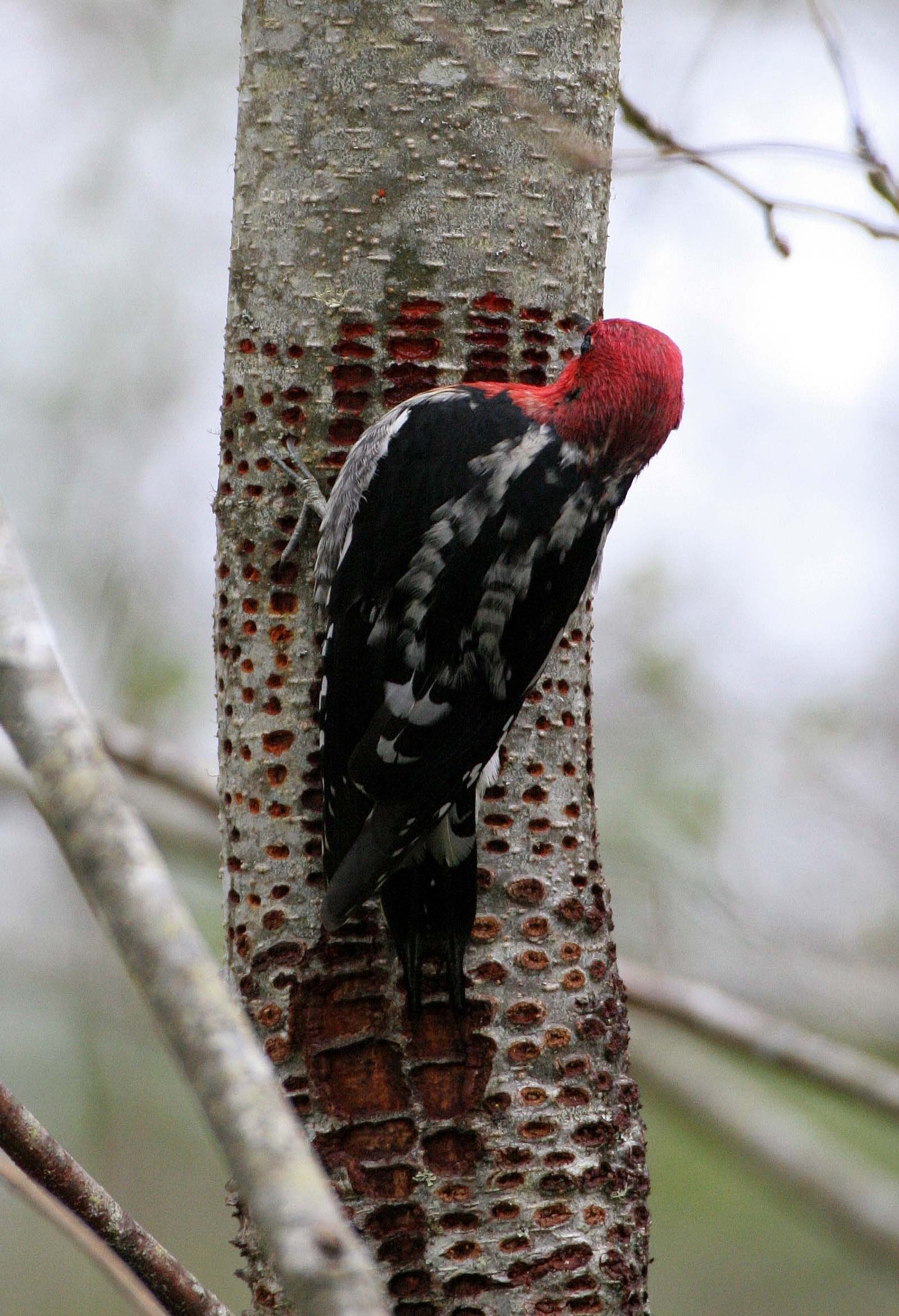 BIRD - WOODPECKER - SAPSUCKER - RED-BREASTED SAPSUCKER - SPHYRAPICUS RUBER - LAKE FARM TRAILS WA (30).JPG