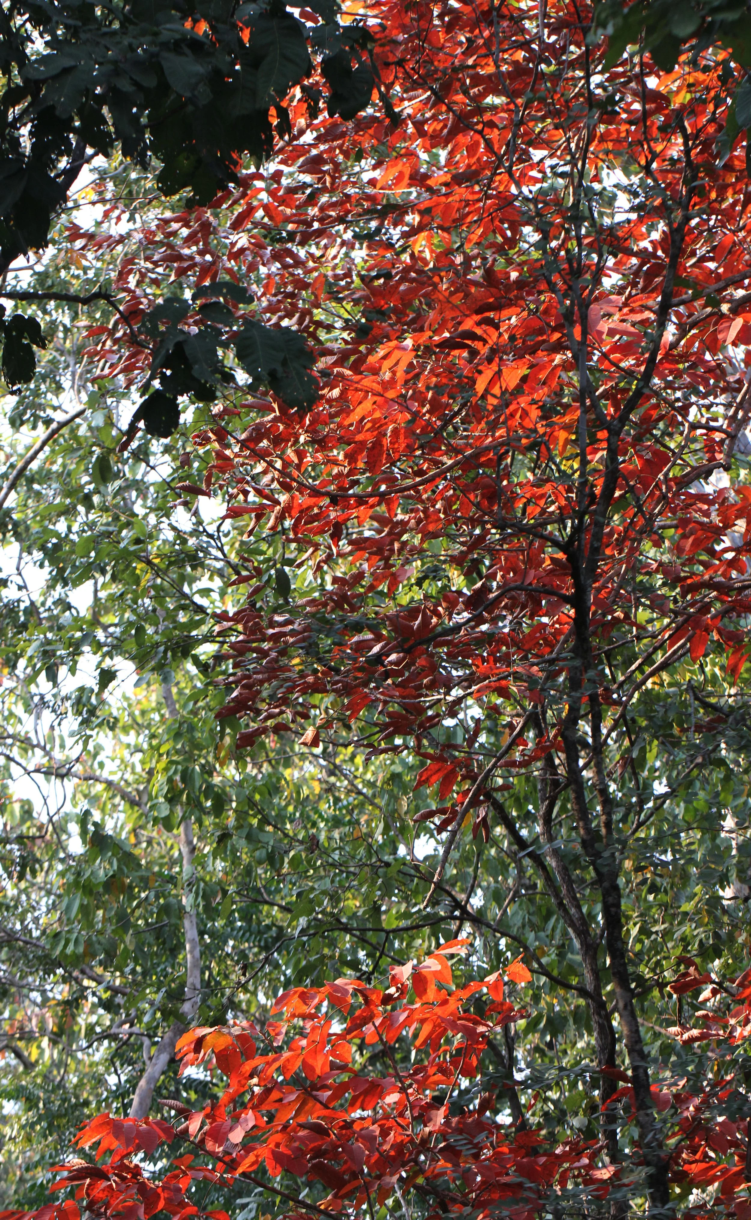 This colorful tree is possibly  Burmese ironwood (Xylia xylocarpa) in the Mixed Deciduous Forests of the Western Forest Complex