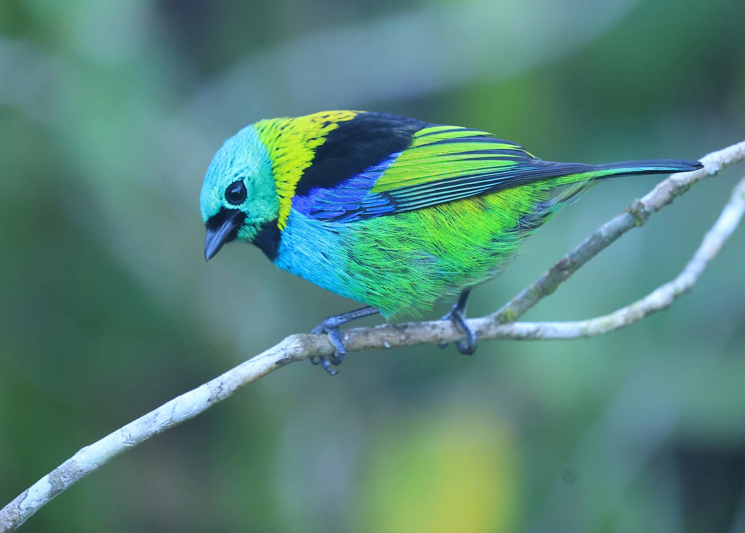 Green-headed Tanager (Tangara seledon)  Superagui National Park, Brazil (200).jpg