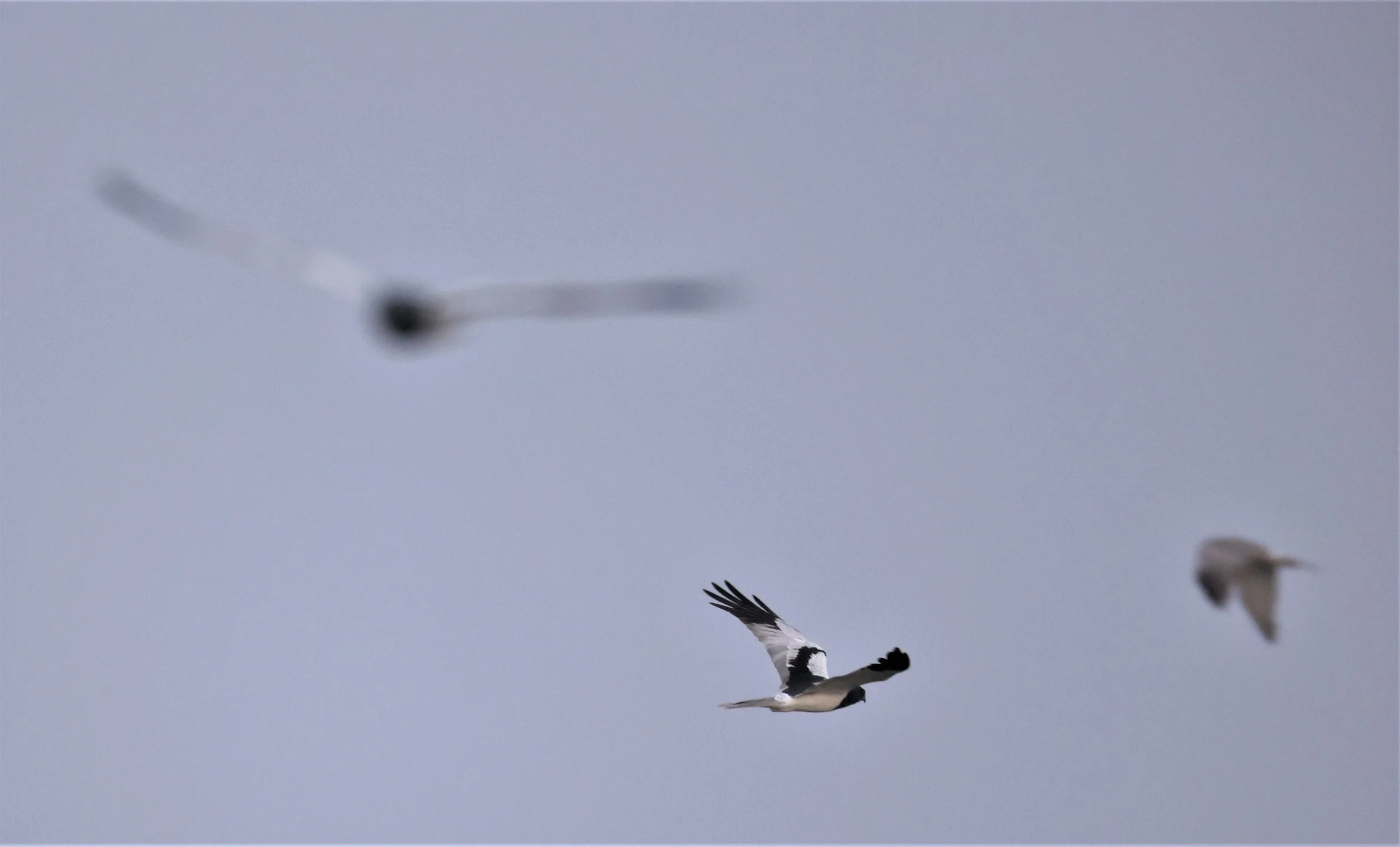 HARRIER - PIED HARRIER - Circus melanoleucos - YONOK CHIANG SAEN CHIANG RAI - ROOST (88).JPG