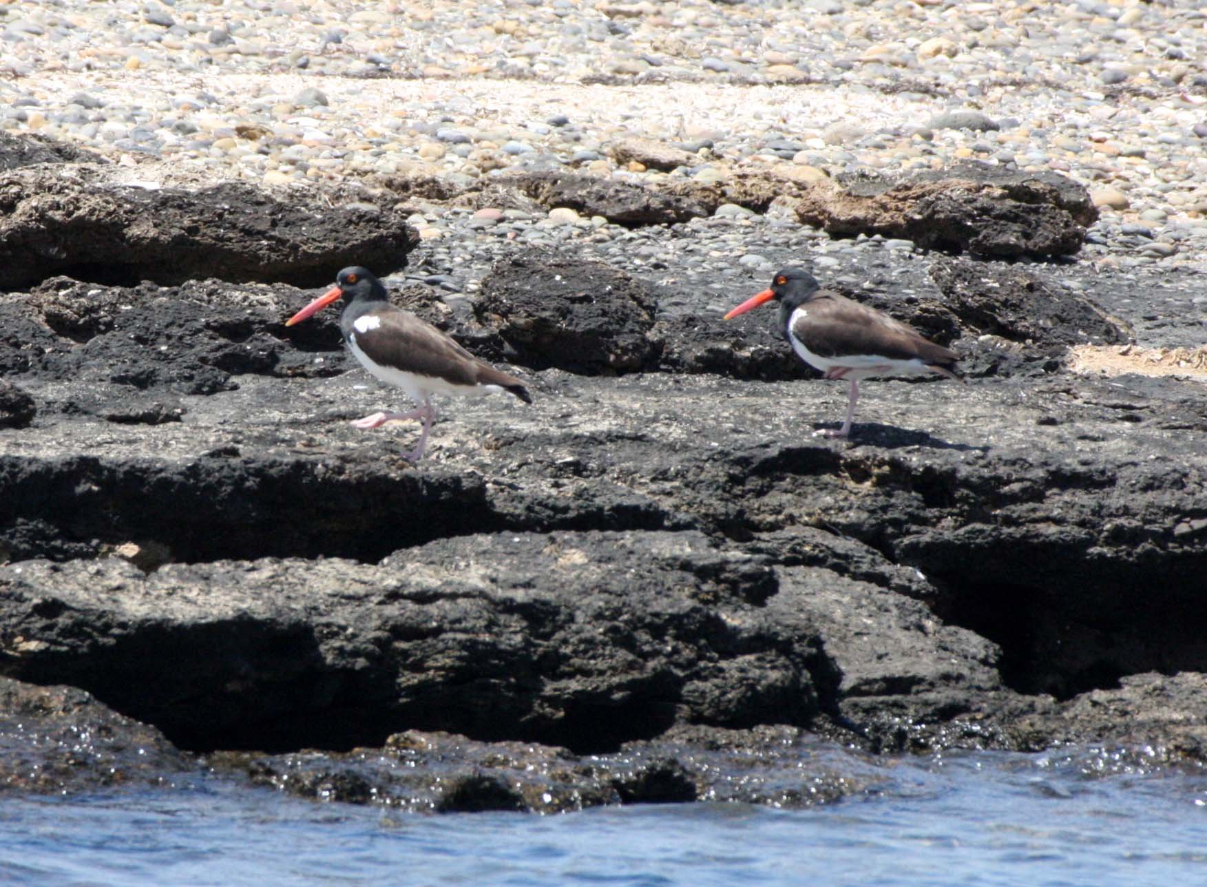 American Oystercatcher (Haematopus palliatus) San Ignacio Lagoon Baja Mexico (7).JPG