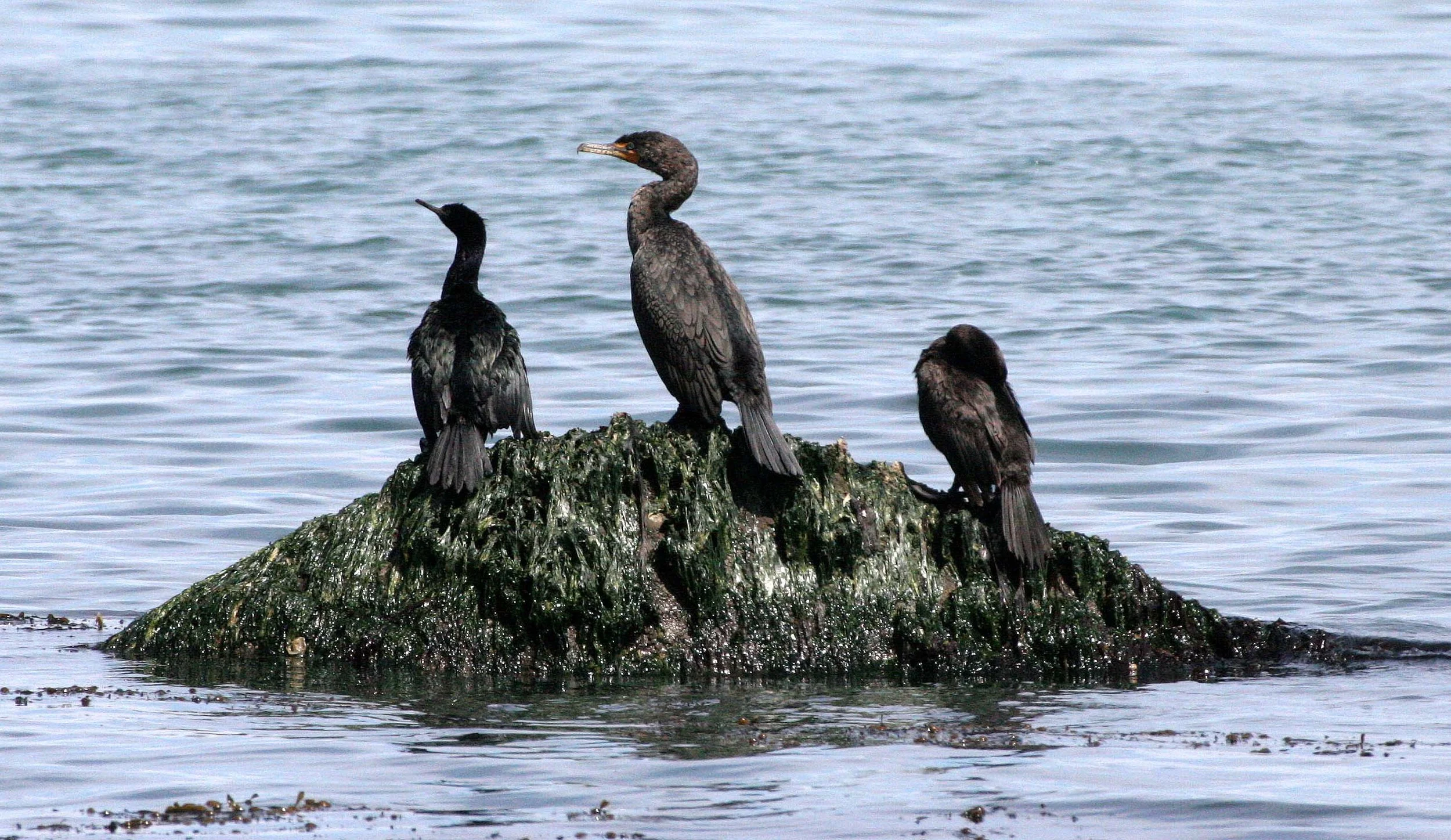 Nannopterum auritum - Double-crested Cormorant with Brown Pelican - Lake Farm Beach, Olympic Peninsula, Washington (12).JPG
