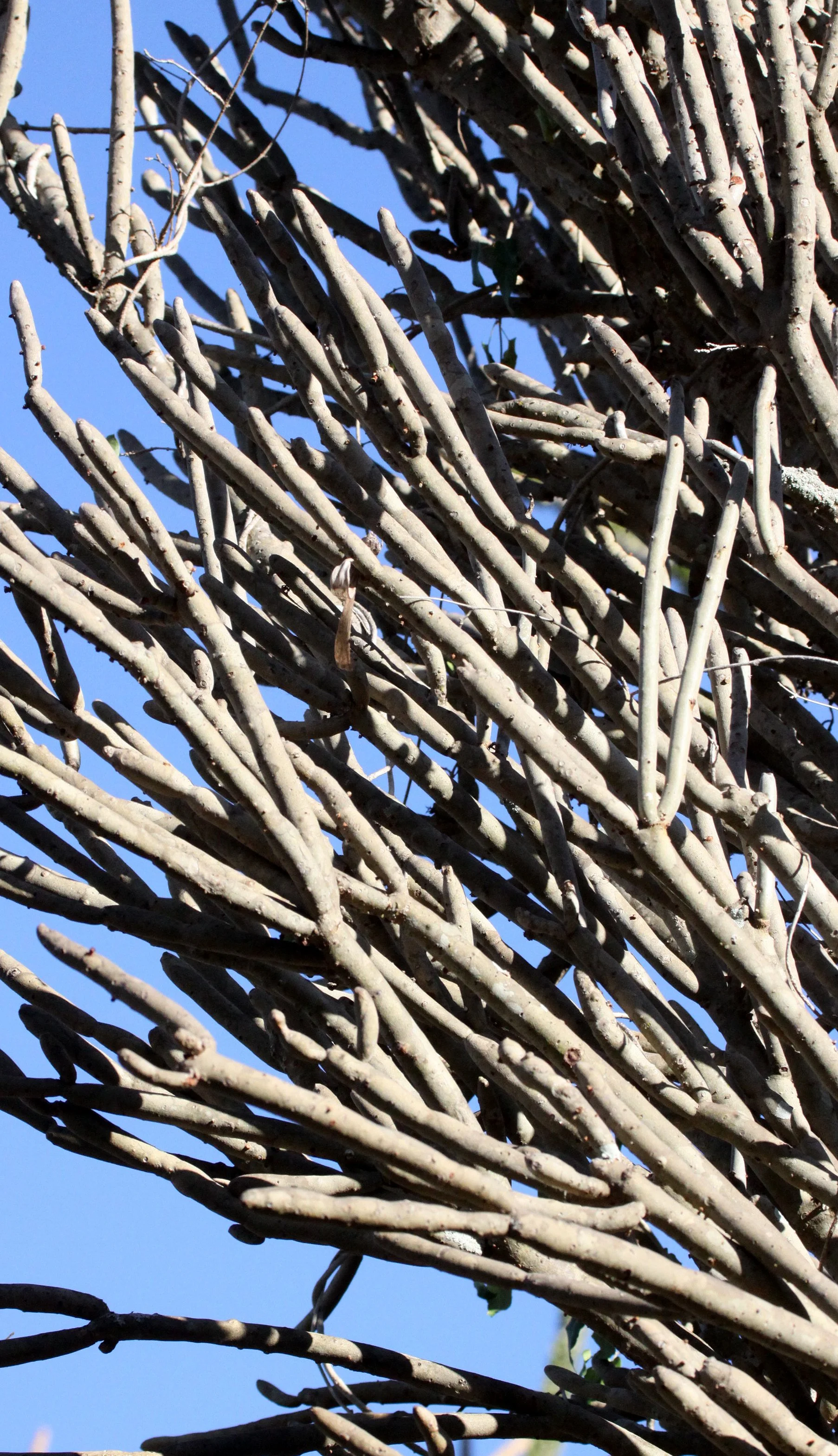 PLANT - ALLUAUDIA DUMOSA - BERENTY RESERVE MADAGASCAR (3).JPG