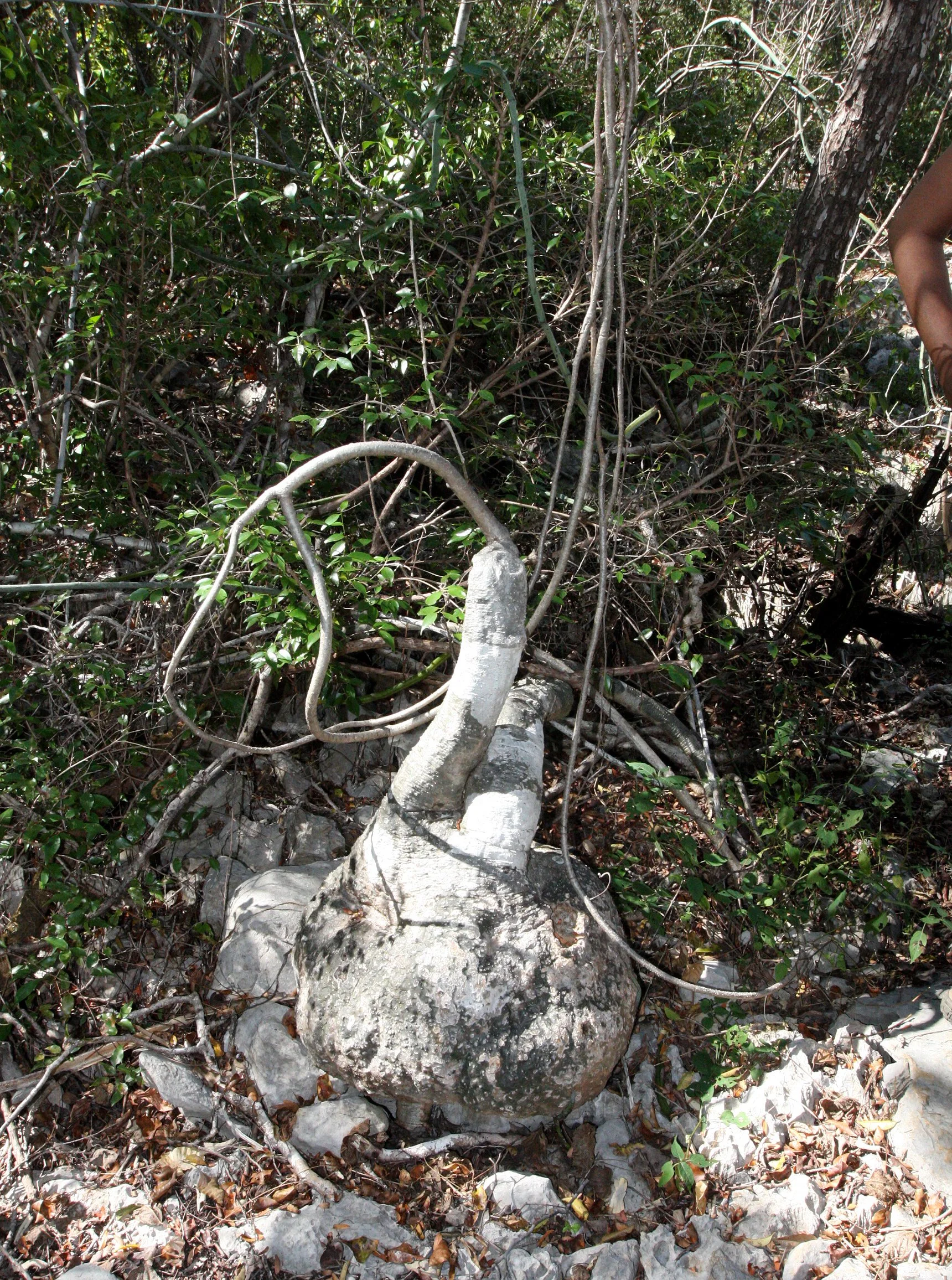 PLANT - ADENIA EPIGEA - ANKARANA NATIONAL PARK MADAGASCAR (4).JPG