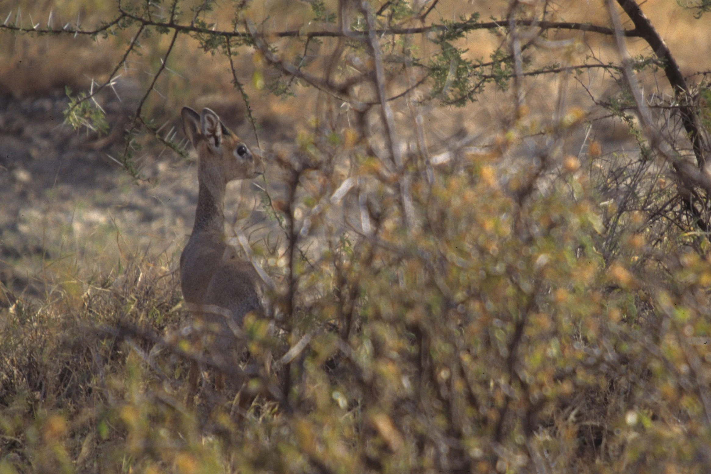BOVID - DIK DIK - KIRKS - SERENGETI (12).jpg