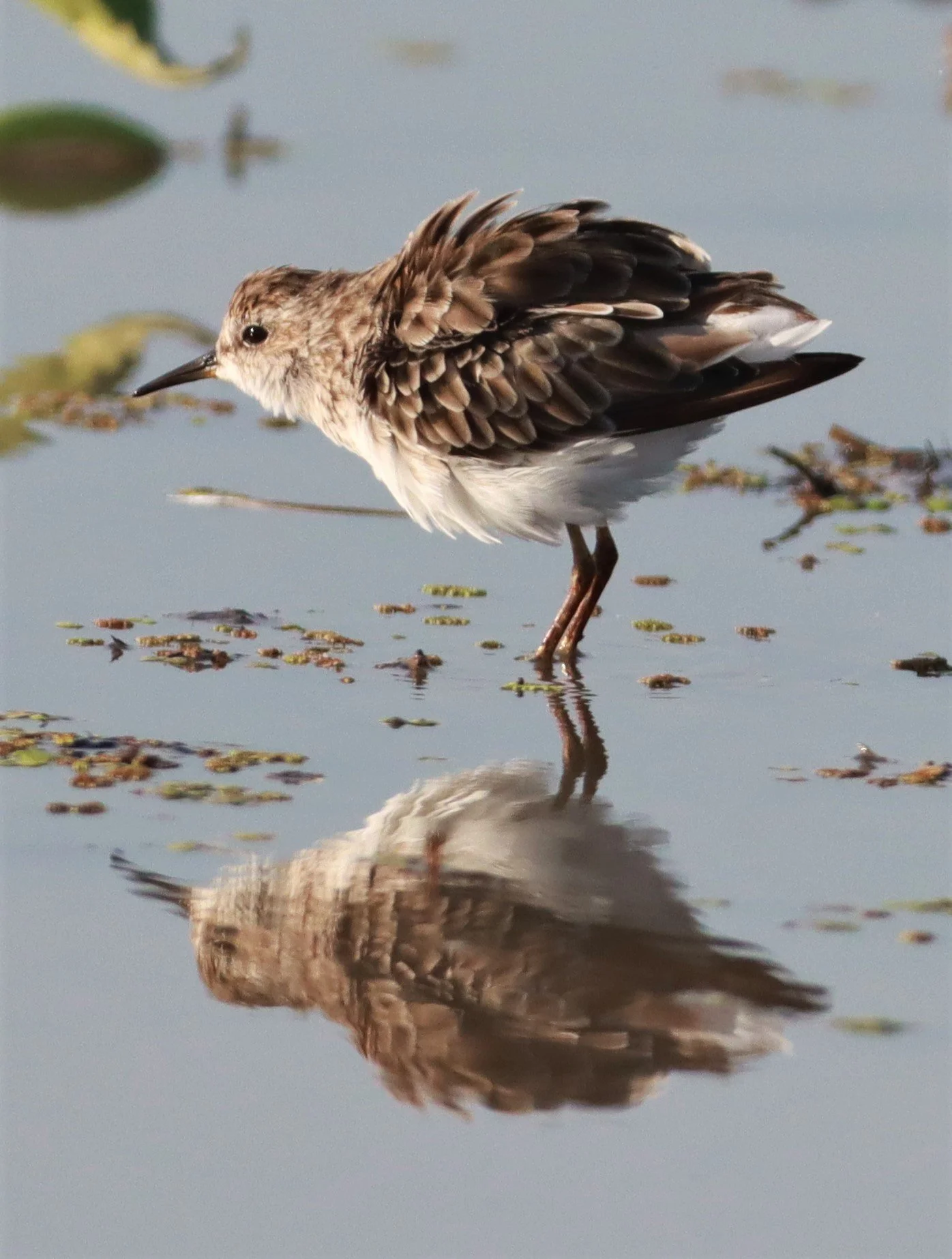 STINT - LONG-TOED STINT - Calidris subminuta - PATHUM THANI RICE RESEARCH CENTER AUGUST 24 2021 (2).JPG